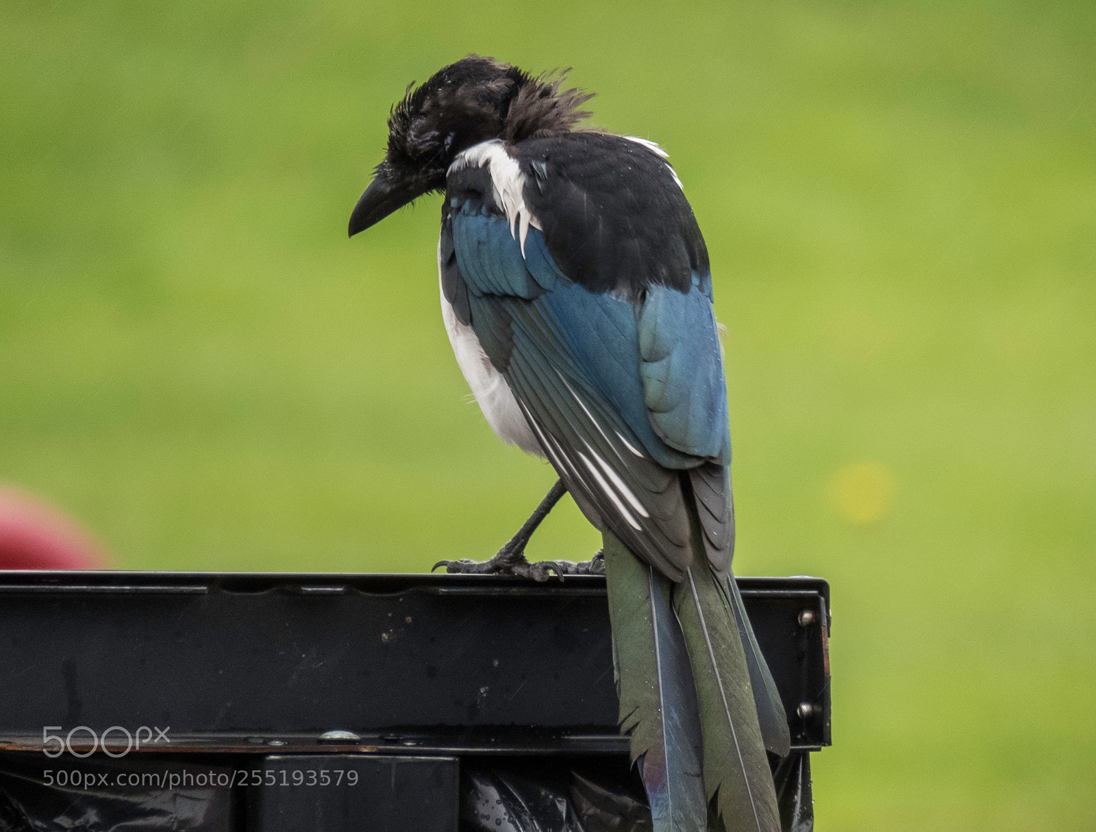 Canon PowerShot SX60 HS sample photo. Magpie skata o photography