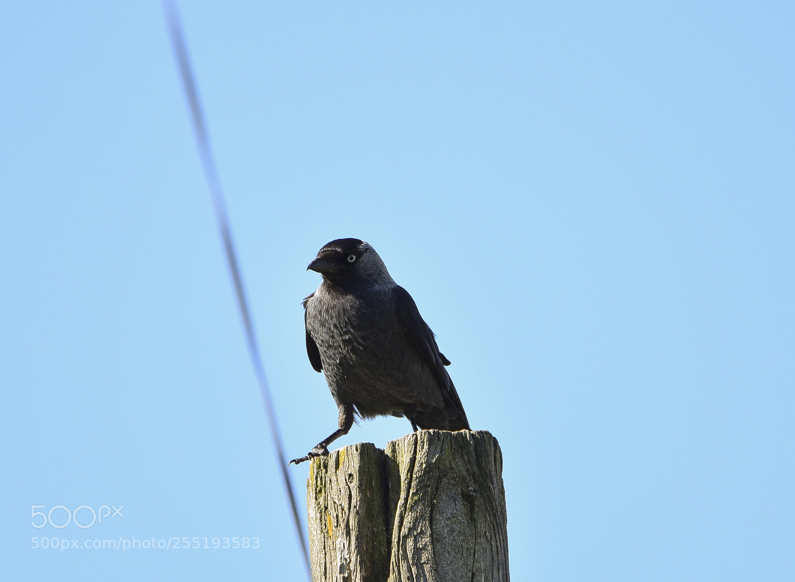 Nikon D5300 sample photo. Northern jackdaw kaja o photography
