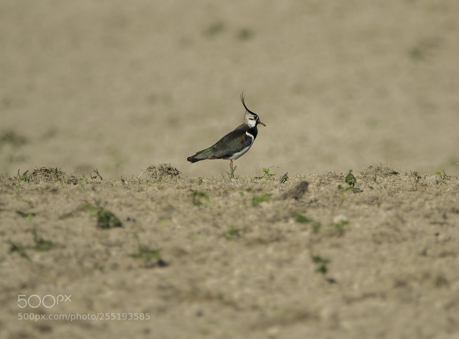 Nikon D5300 sample photo. Northern lapwing tofsvipa o photography