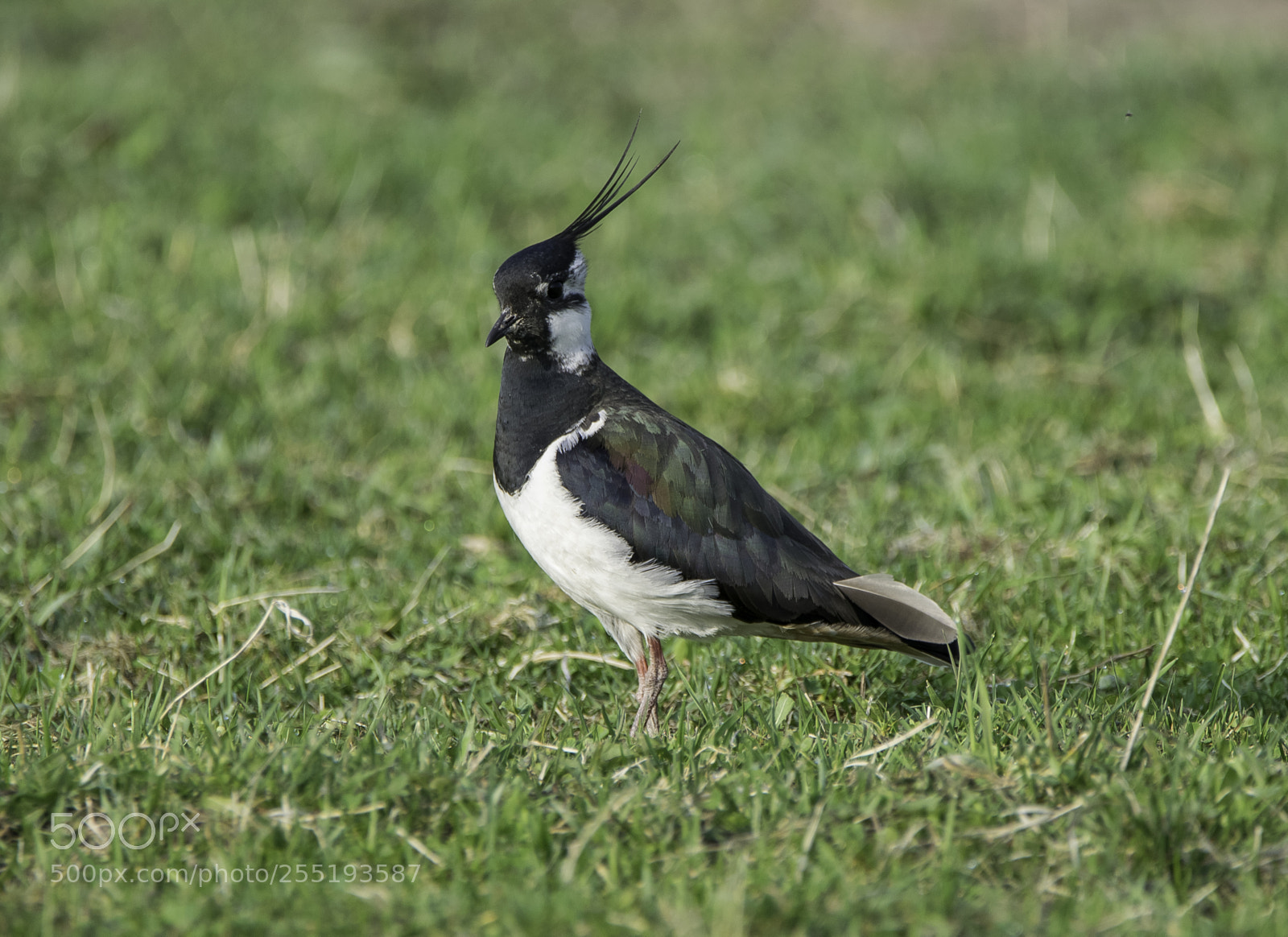 Nikon D5300 sample photo. Northern lapwing tofsvipa o photography