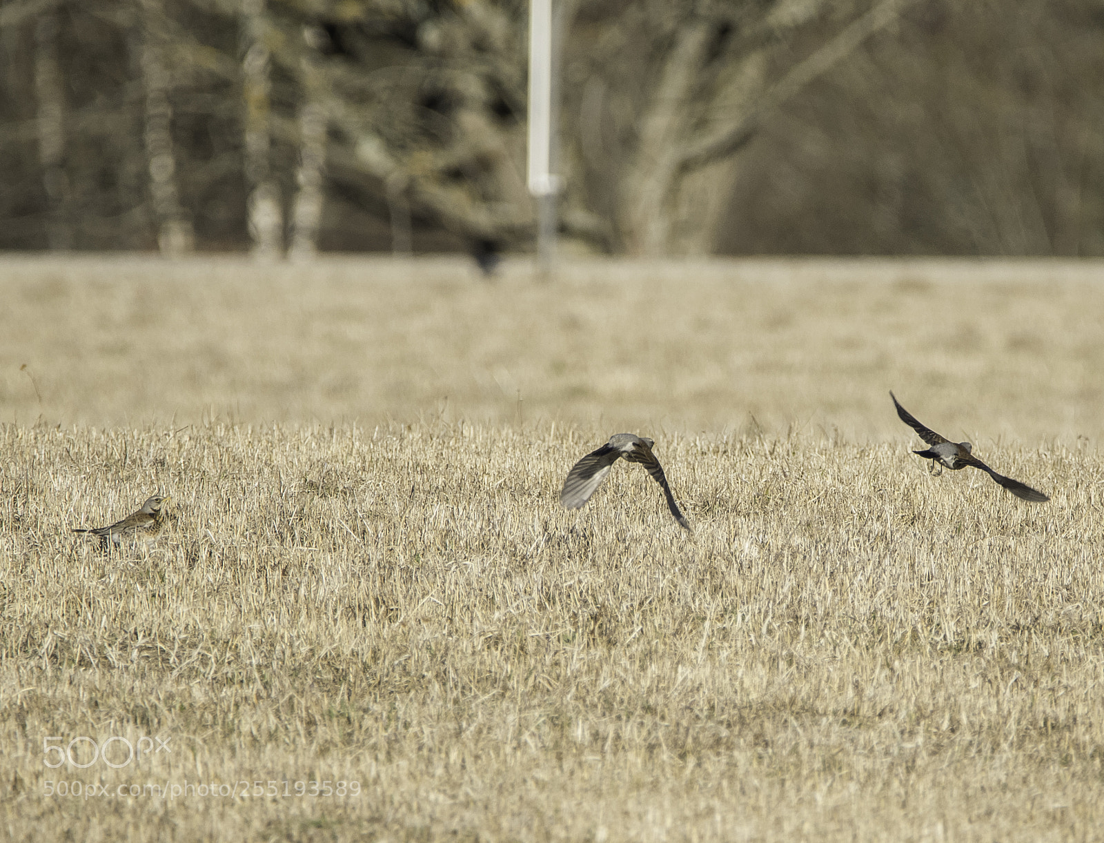 Nikon D5300 sample photo. Northern lapwing tofsvipa o photography