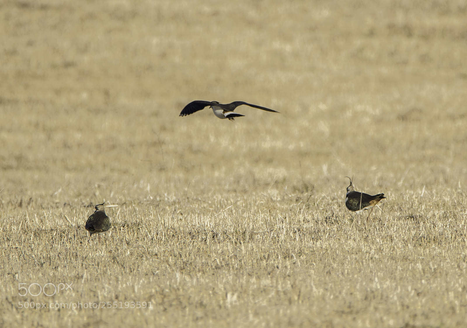 Nikon D5300 sample photo. Northern lapwing tofsvipa o photography