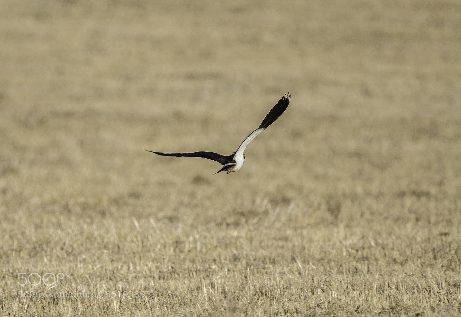 Nikon D5300 sample photo. Northern lapwing tofsvipa o photography