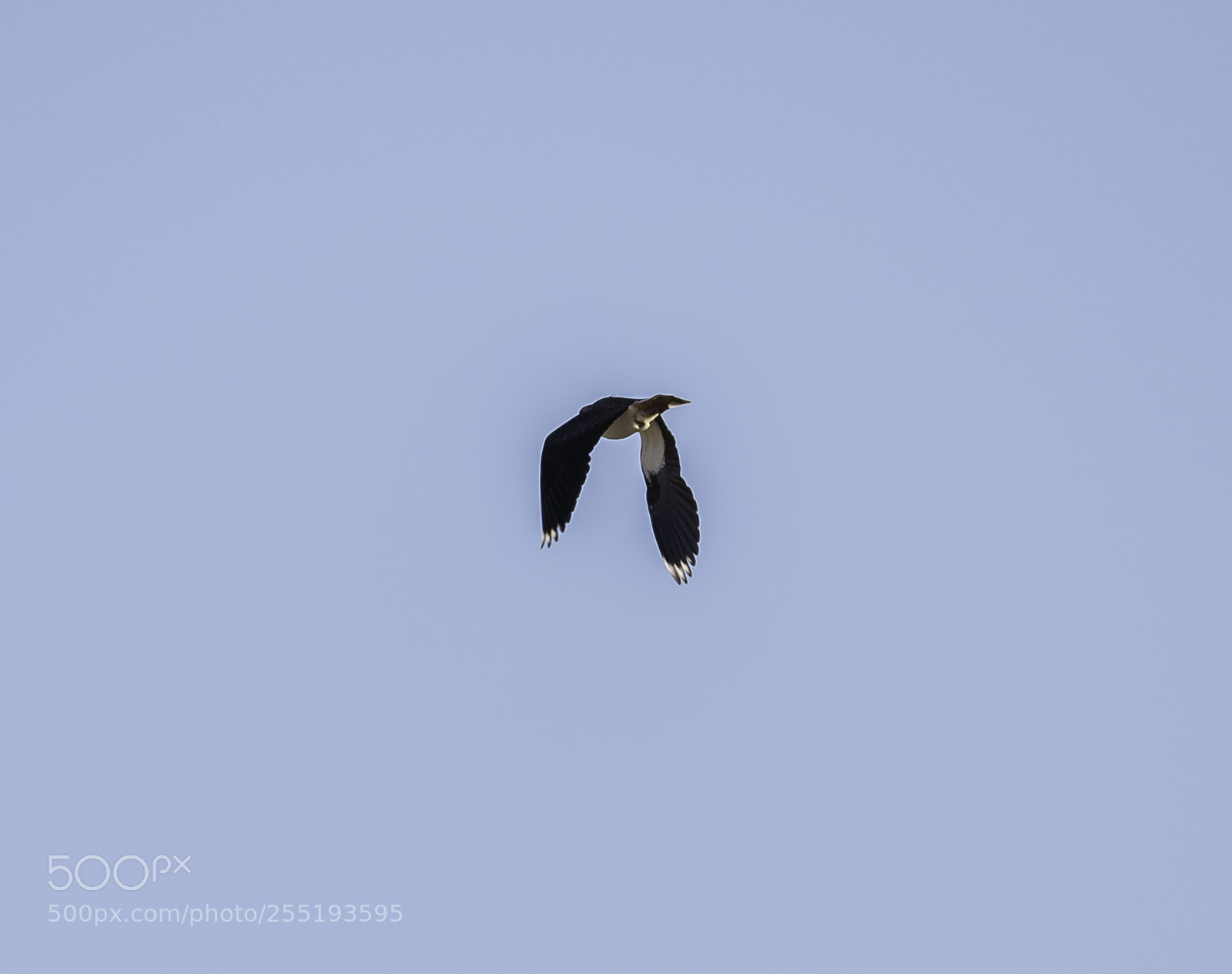 Nikon D5300 sample photo. Northern lapwing tofsvipa o photography