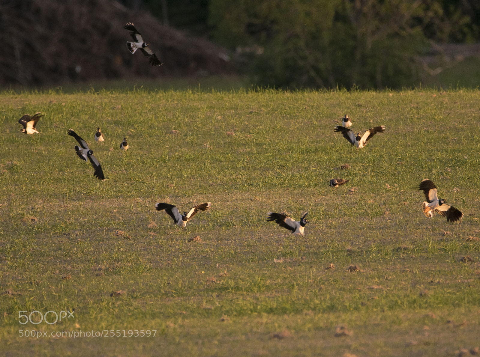 Nikon D5300 sample photo. Northern lapwing tofsvipa o photography
