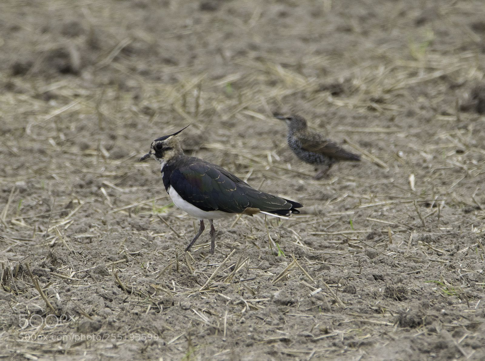 Nikon D5300 sample photo. Northern lapwing tofsvipa o photography