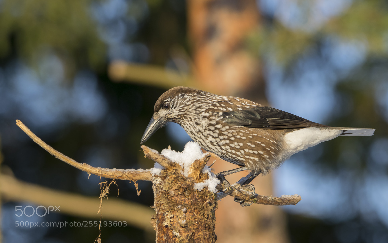 Nikon D5300 sample photo. Nutcracker ntkrka o photography