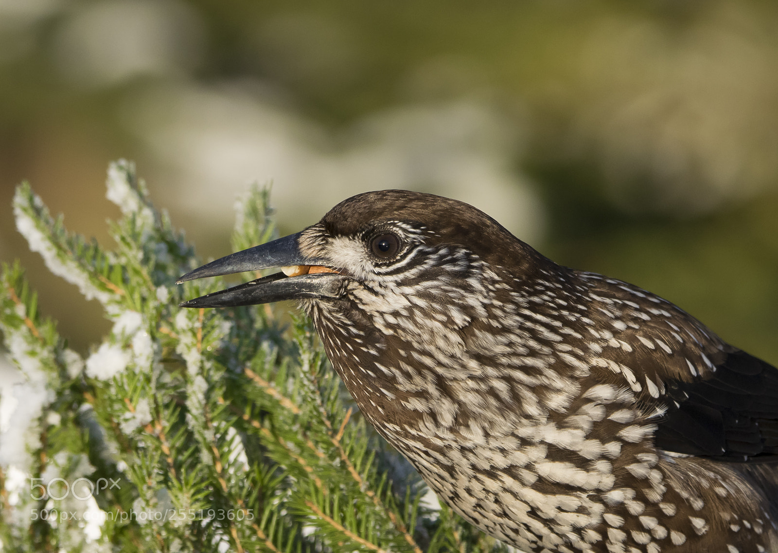 Nikon D5300 sample photo. Nutcracker ntkrka o photography