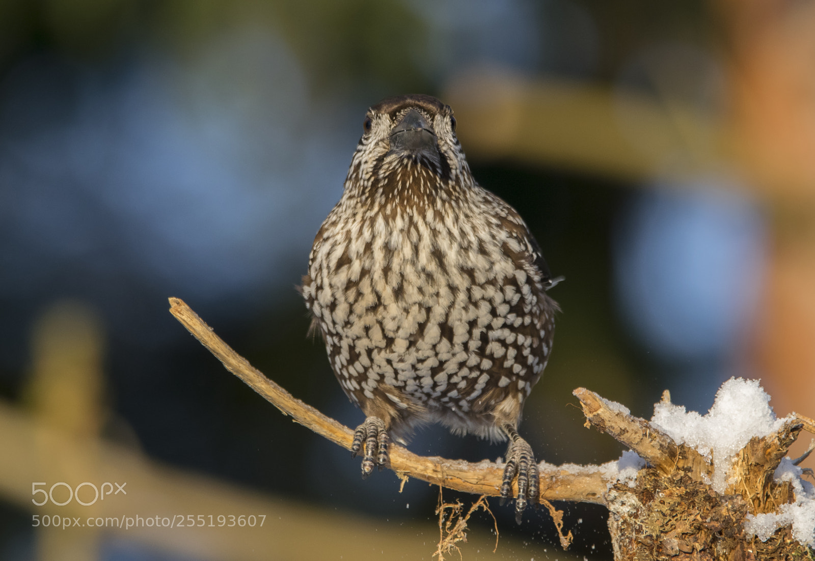 Nikon D5300 sample photo. Nutcracker ntkrka o photography