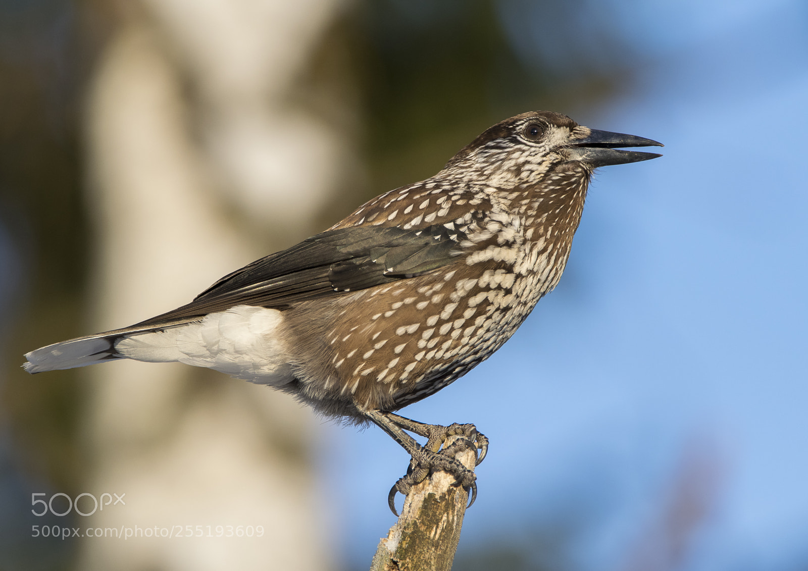 Nikon D5300 sample photo. Nutcracker ntkrka o photography
