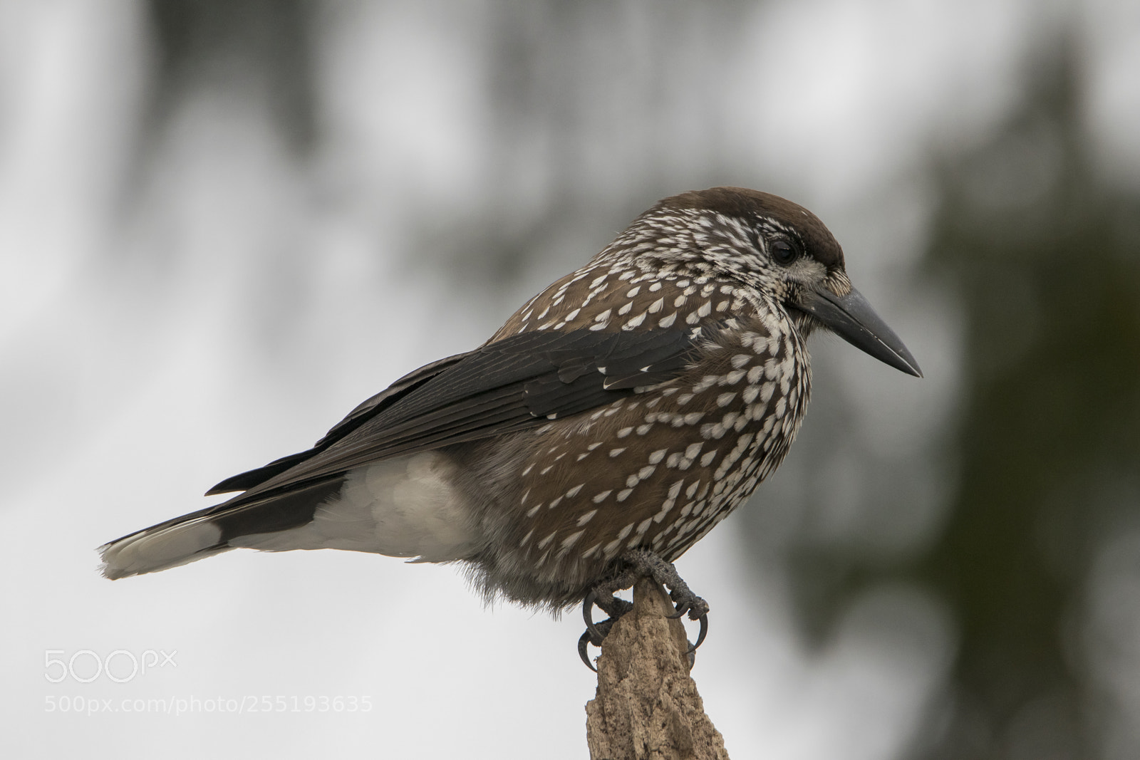 Nikon D5300 sample photo. Nutcracker ntkrka o photography