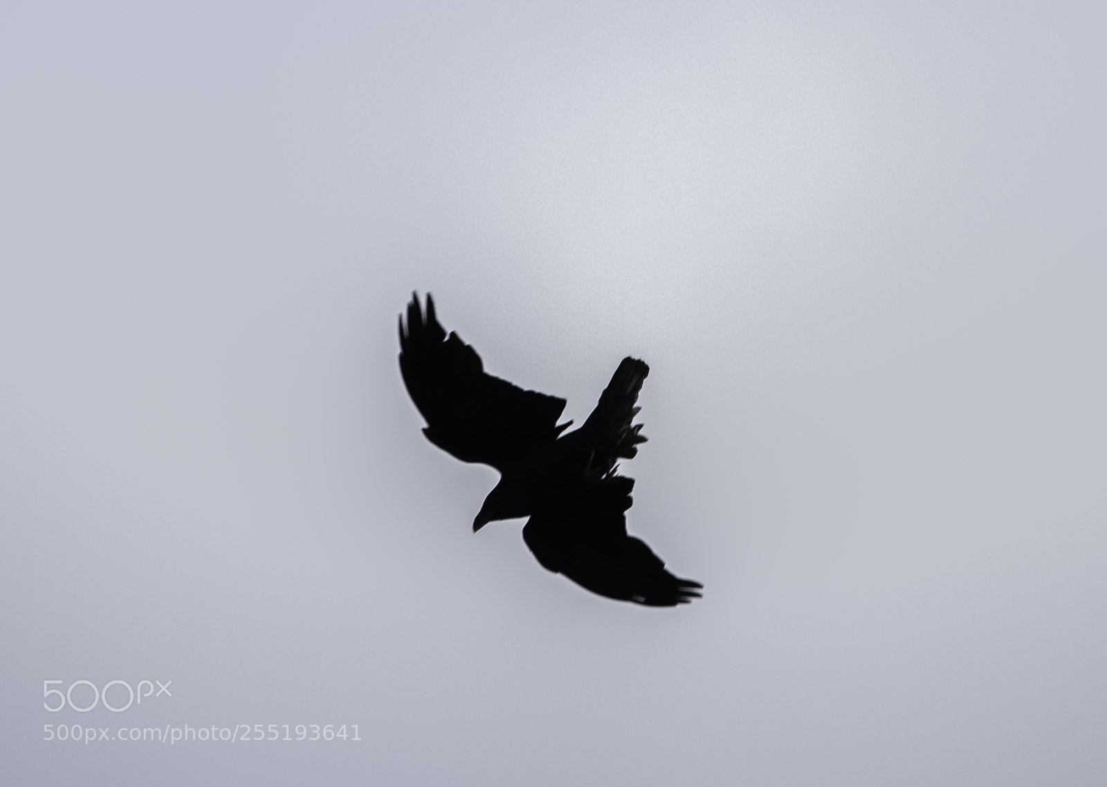 Nikon D5300 sample photo. Raven korp o photography