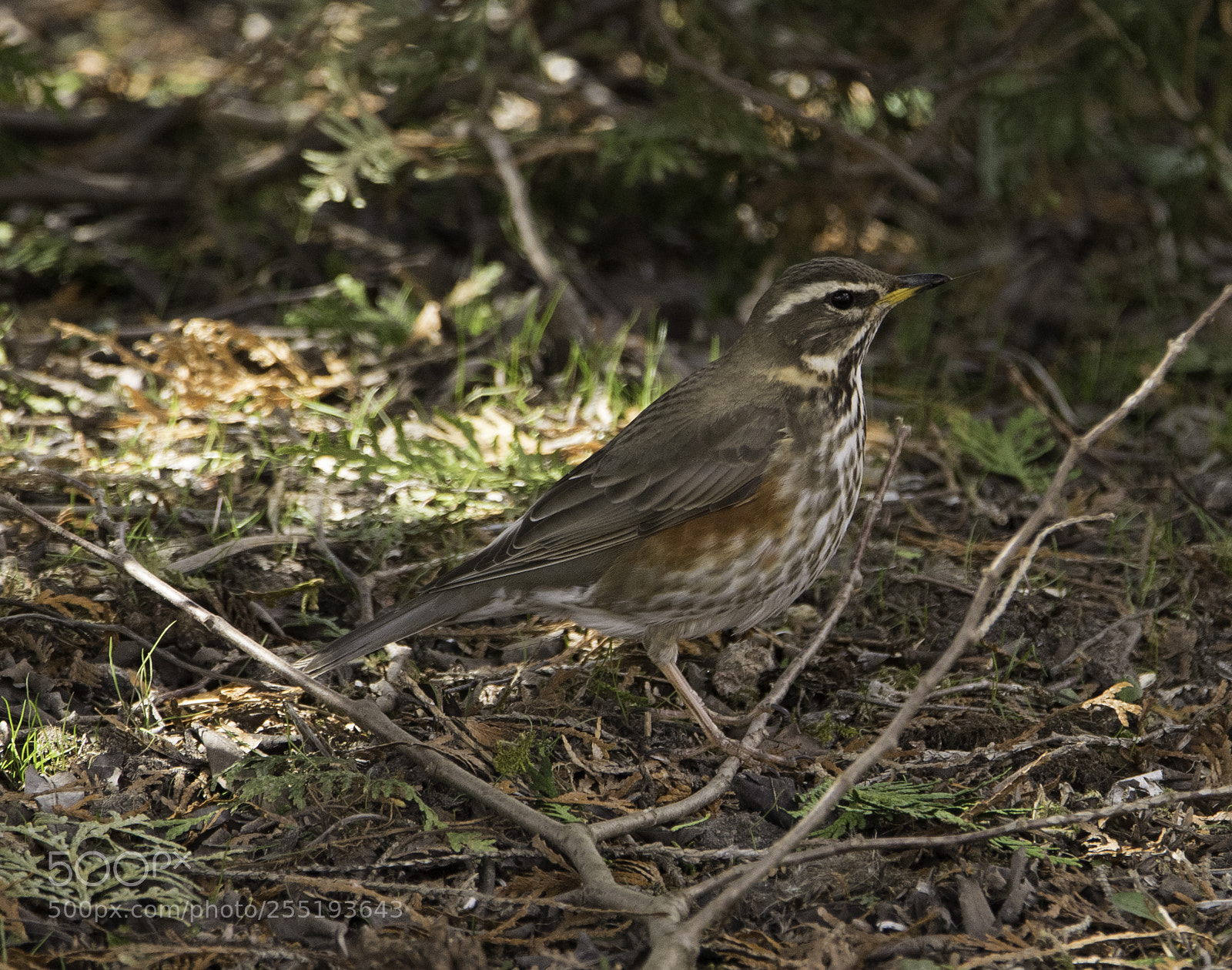 Nikon D5300 sample photo. Redwing rdvingetrast o photography