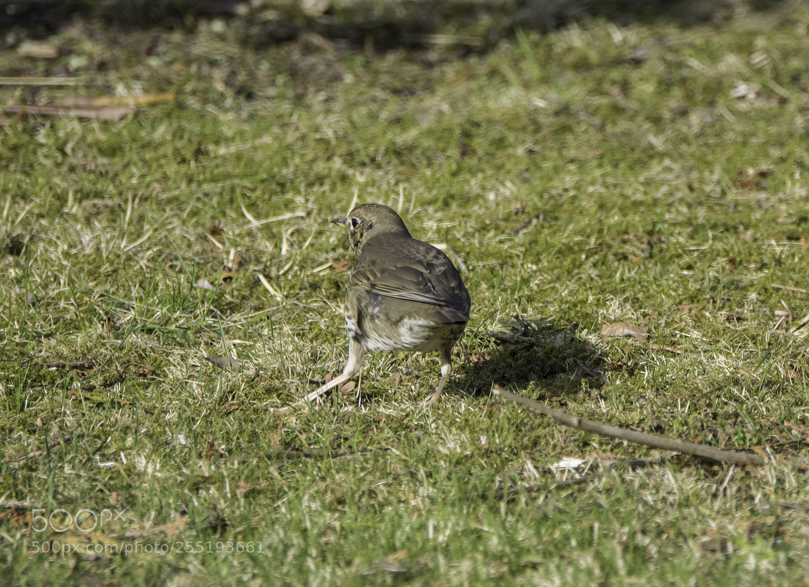 Nikon D5300 sample photo. Redwing rdvingetrast o photography