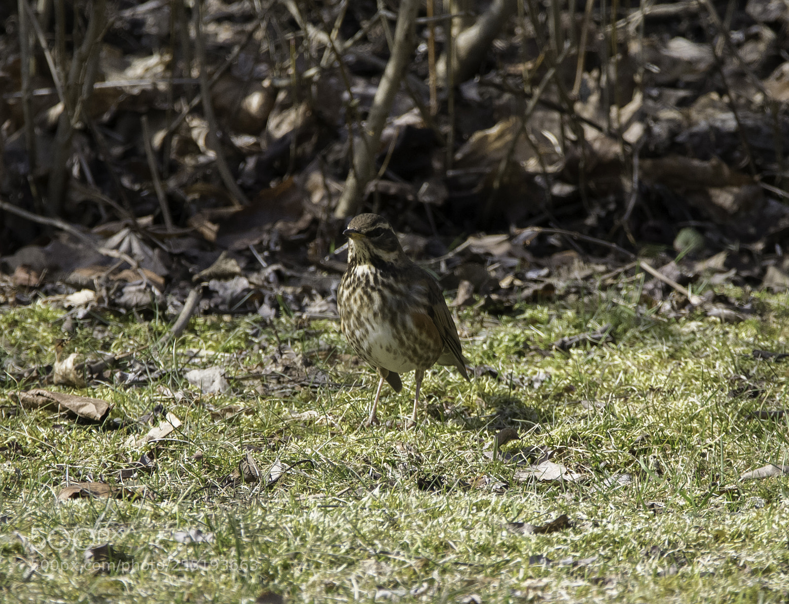 Nikon D5300 sample photo. Redwing rdvingetrast o photography