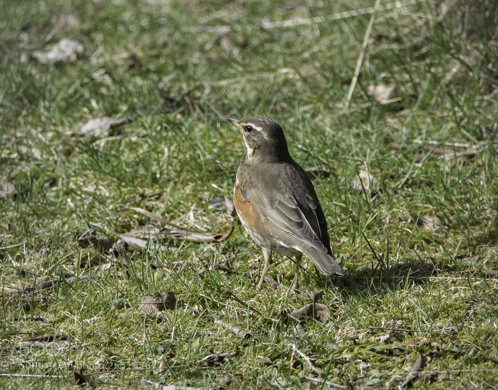 Nikon D5300 sample photo. Redwing rdvingetrast o photography