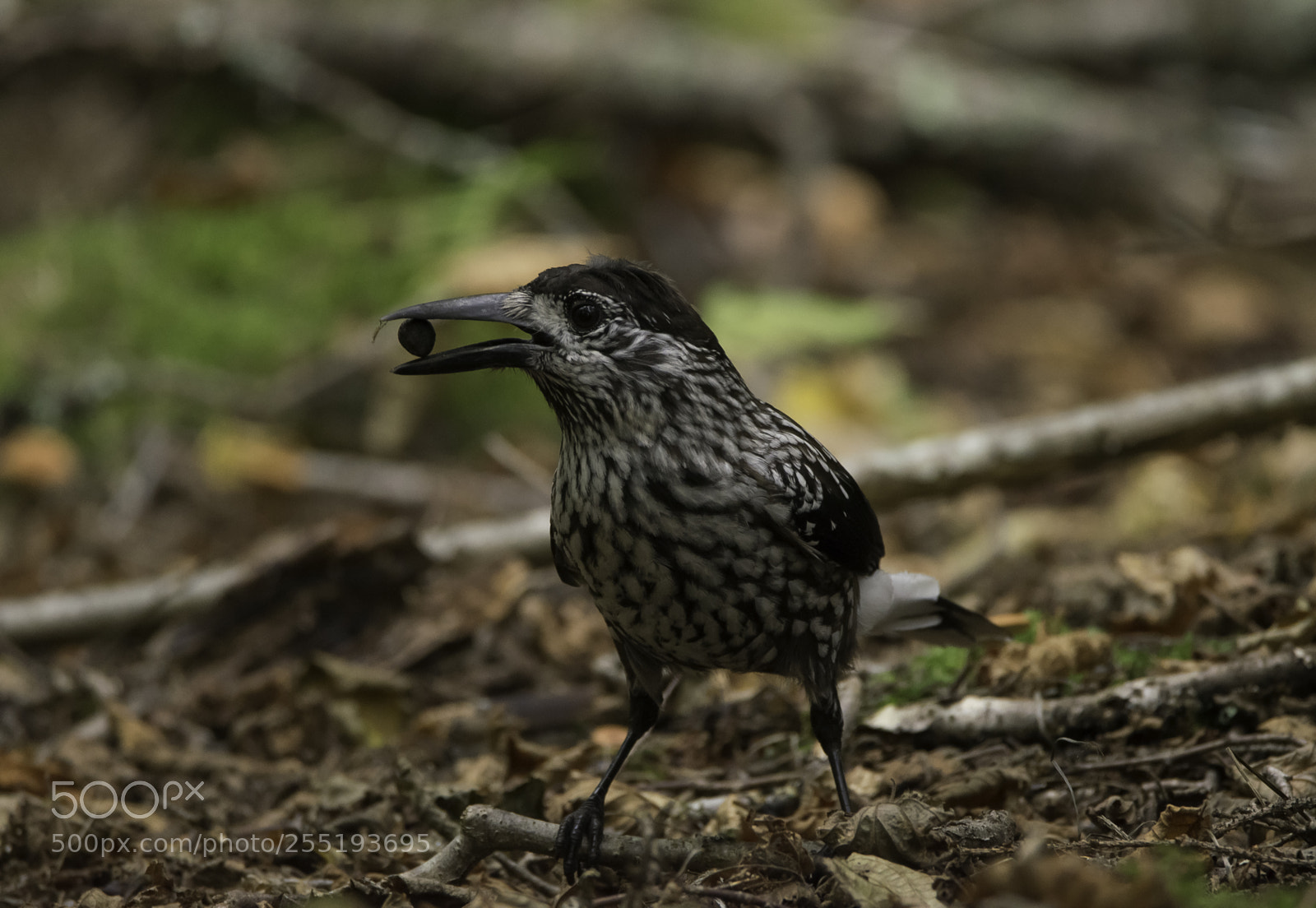 Nikon D5300 sample photo. Spotted nutcracker ntkrka o photography