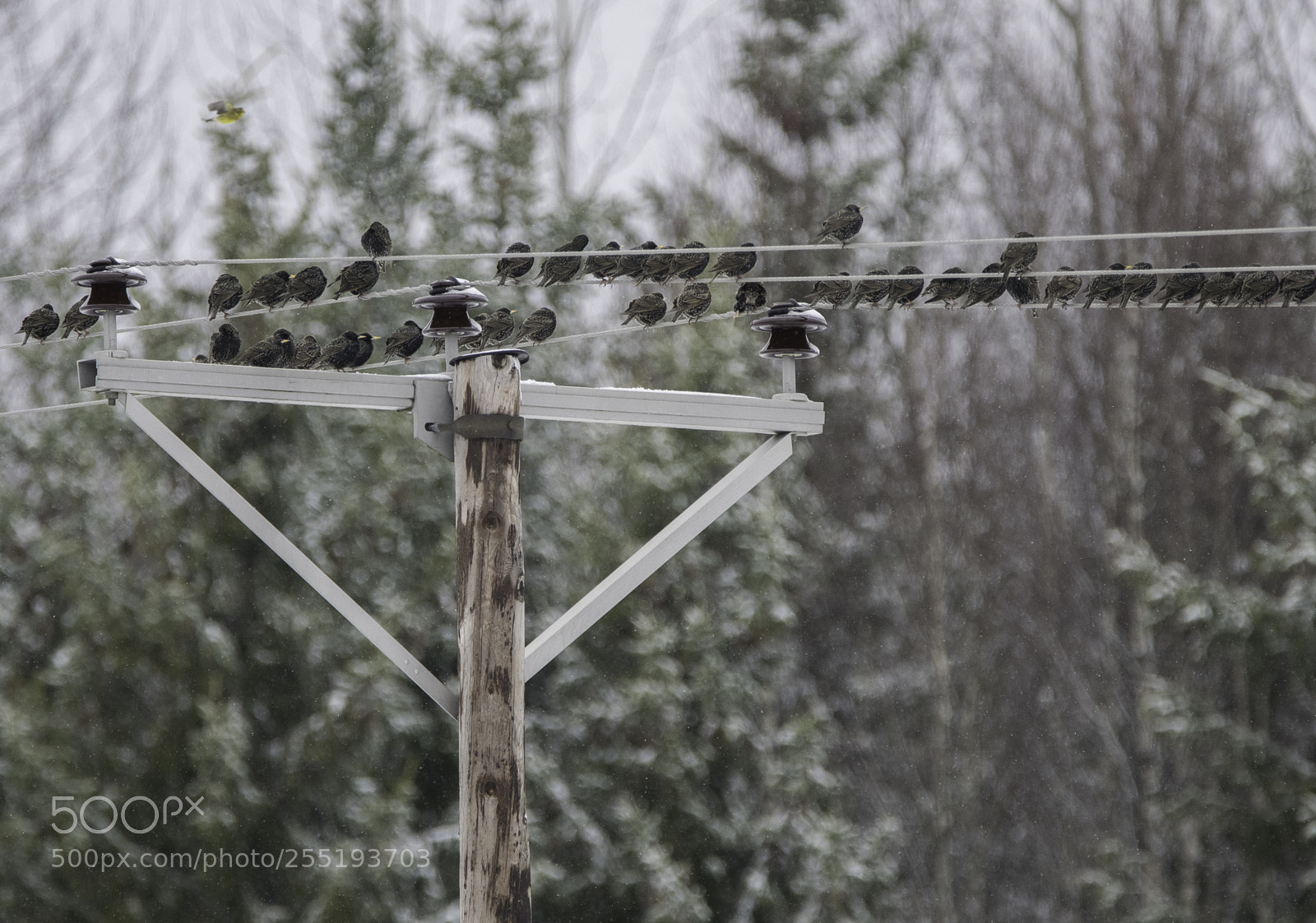 Nikon D5300 sample photo. Starlings starar o photography