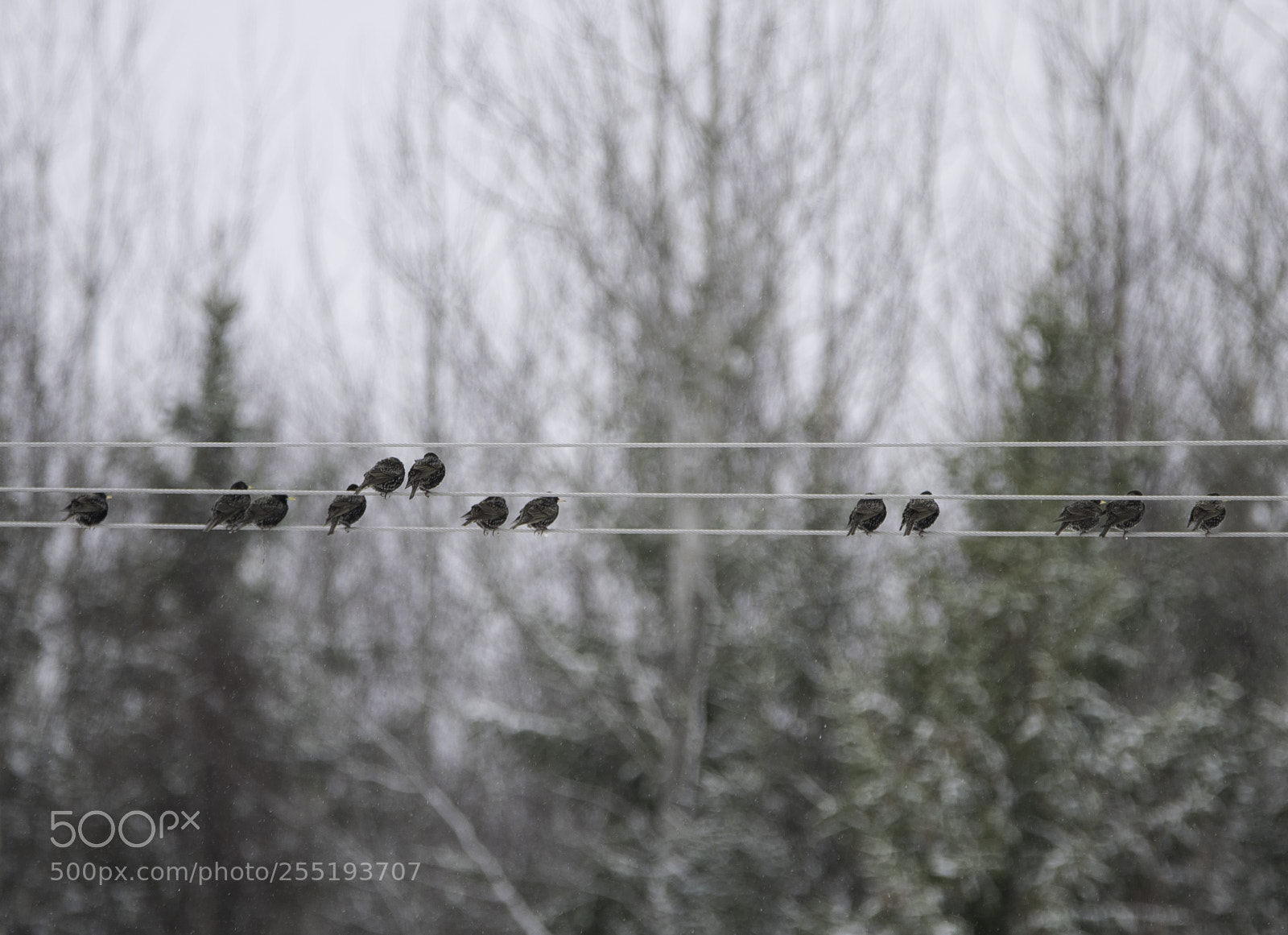 Nikon D5300 sample photo. Starlings starar o photography