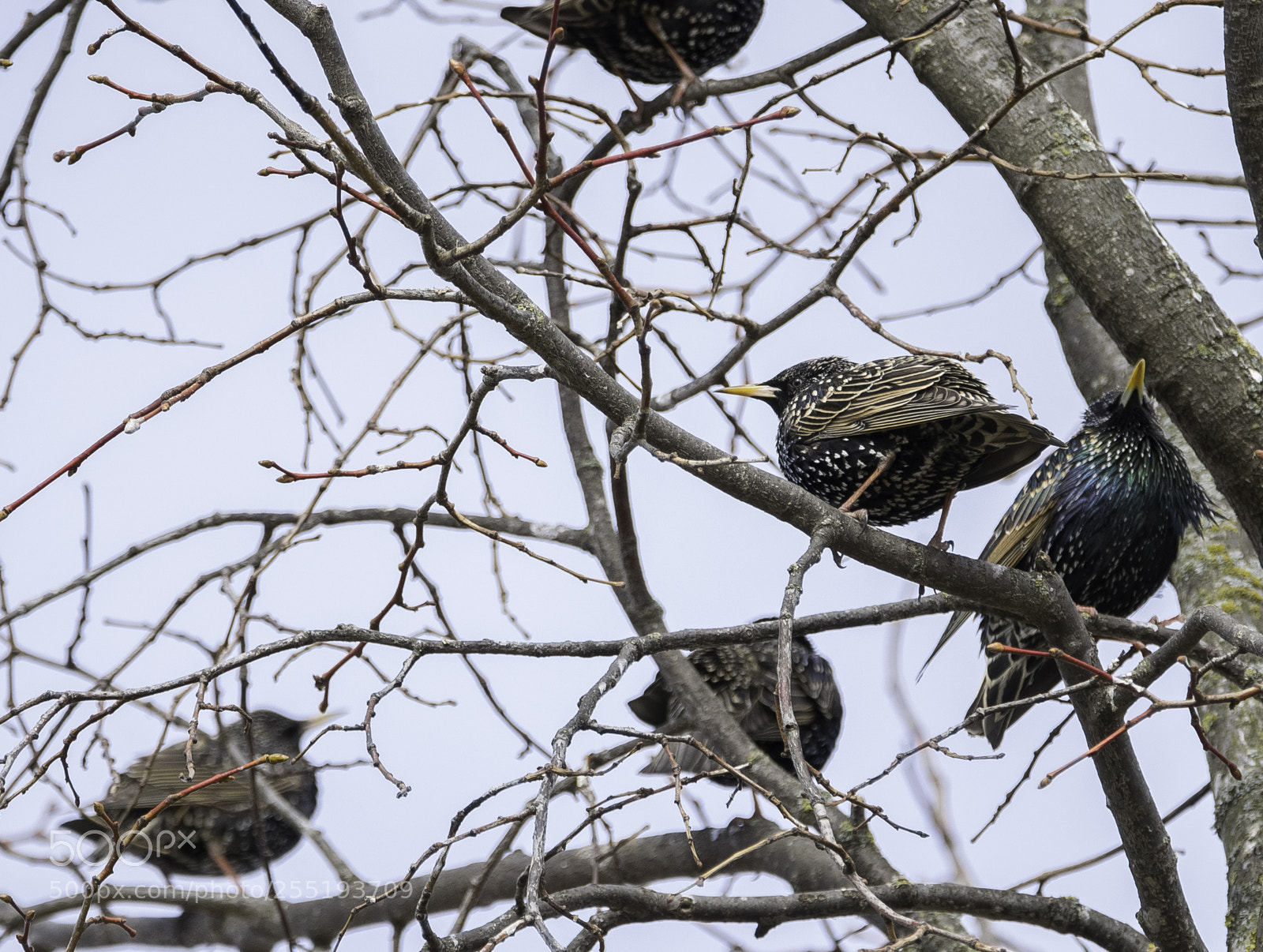 Nikon D5300 sample photo. Starlings starar o photography
