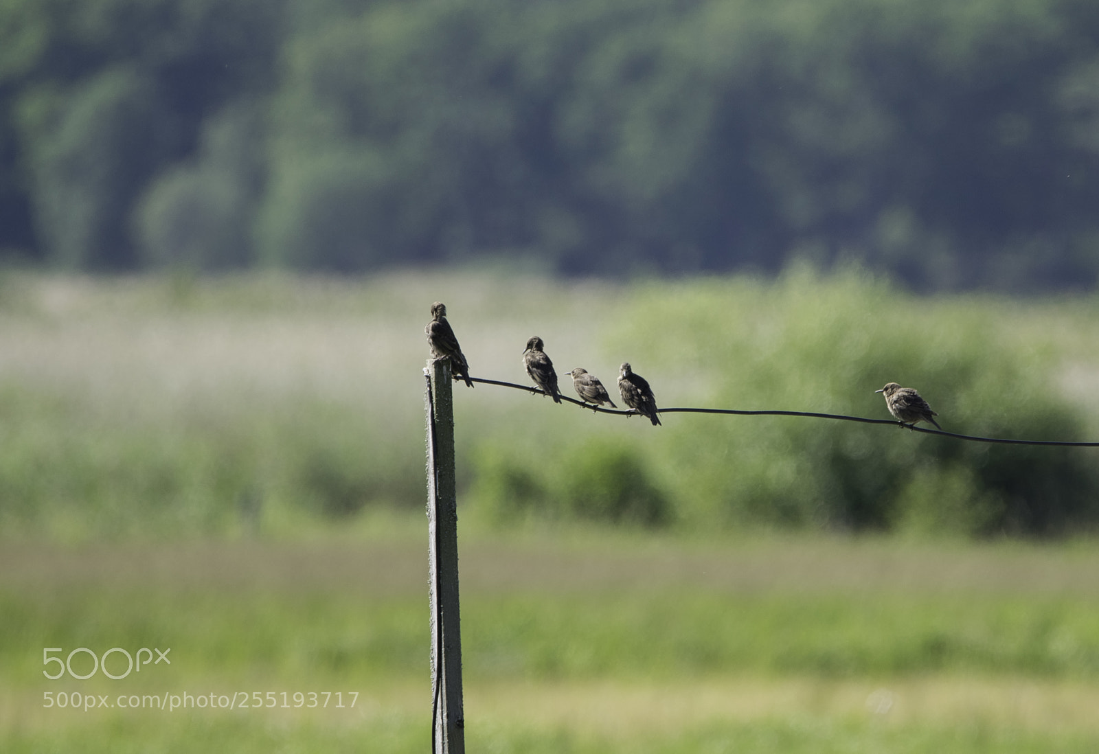 Nikon D5300 sample photo. Starlings starar o photography
