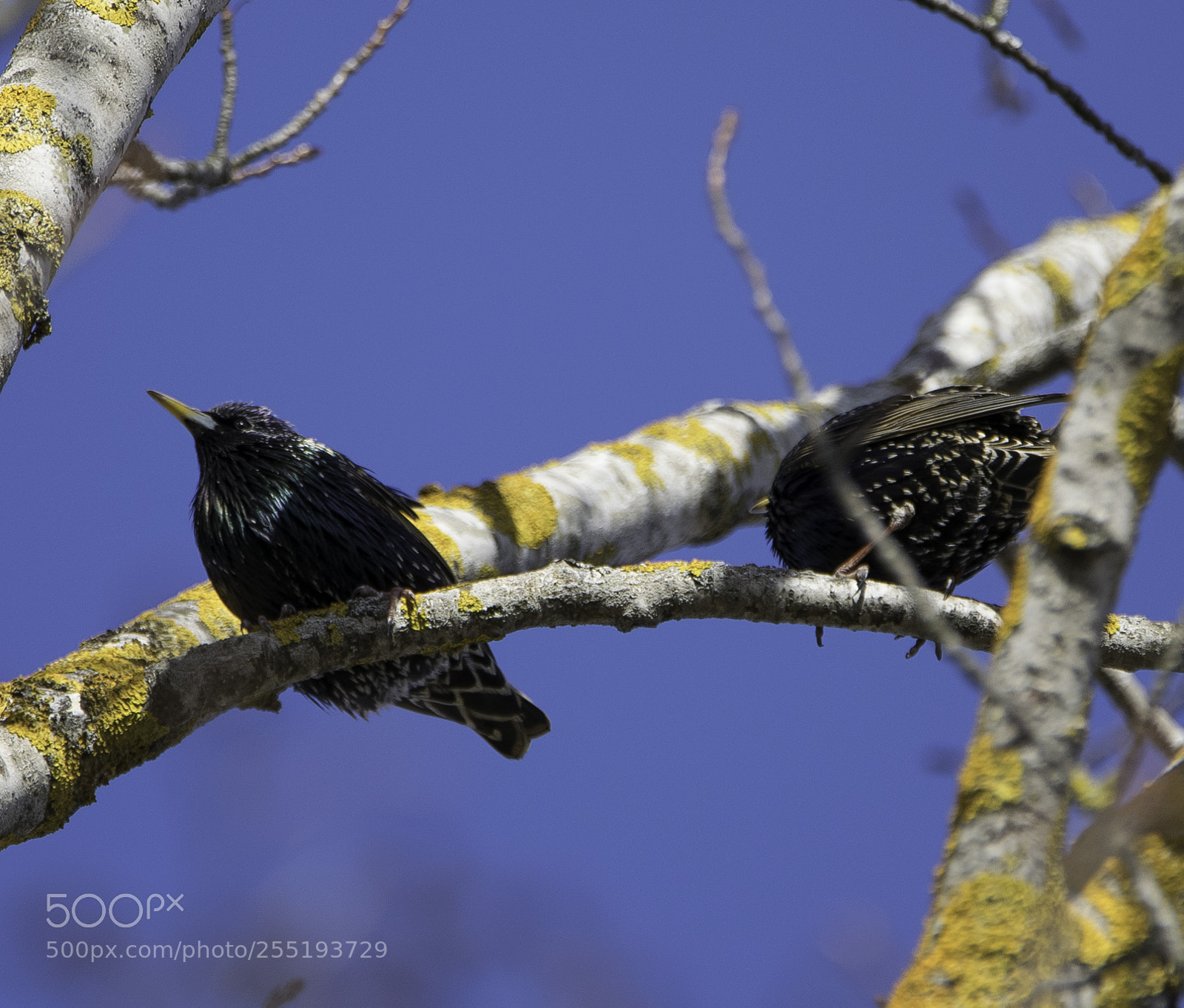 Nikon D5300 sample photo. Starlings starar o photography