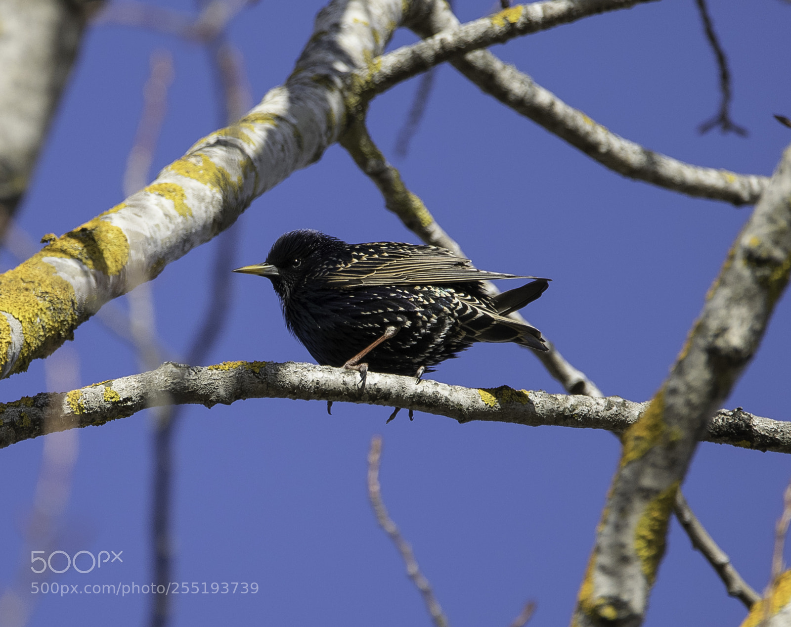Nikon D5300 sample photo. Starling stare o photography