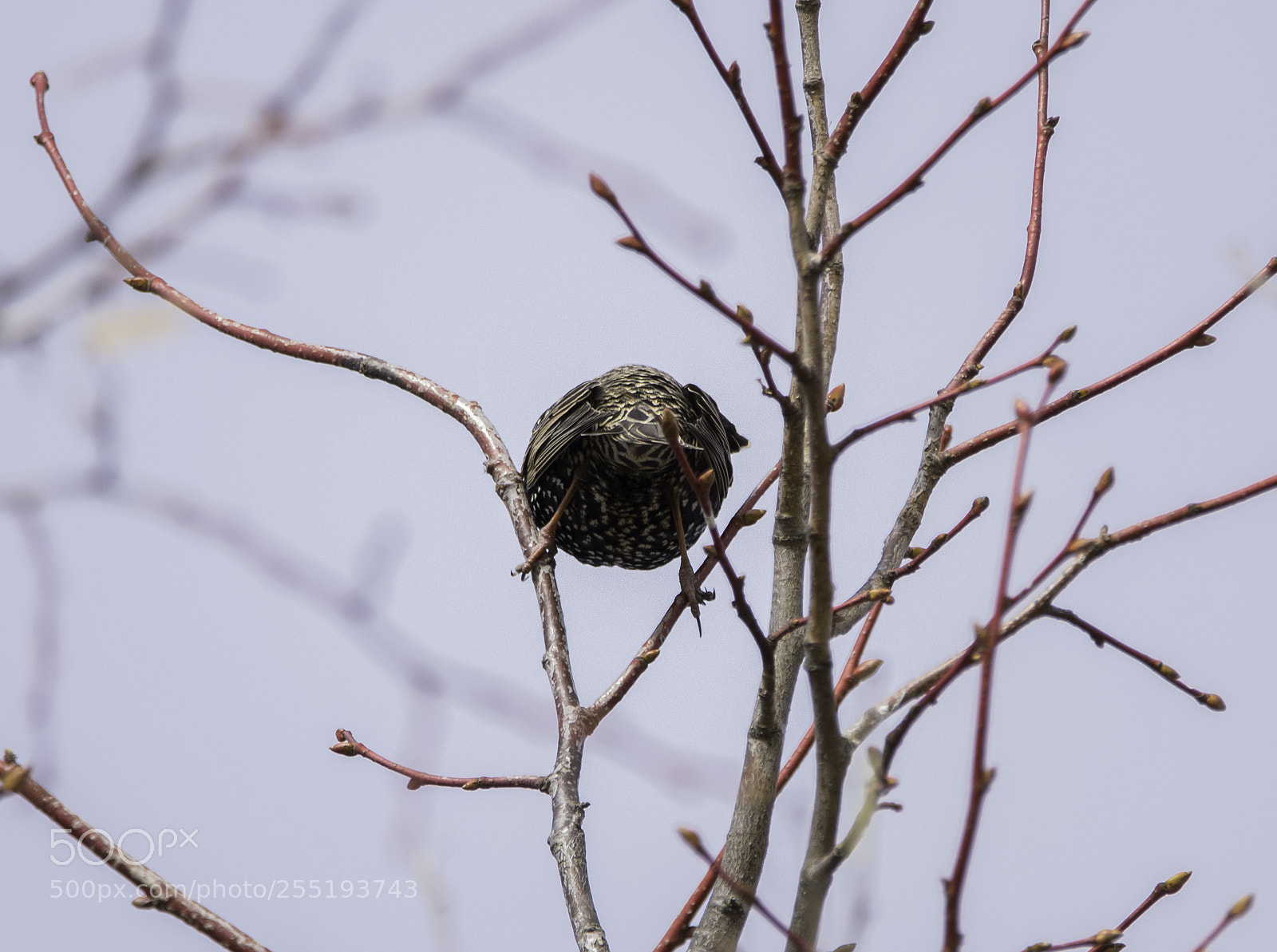 Nikon D5300 sample photo. Starling stare o photography