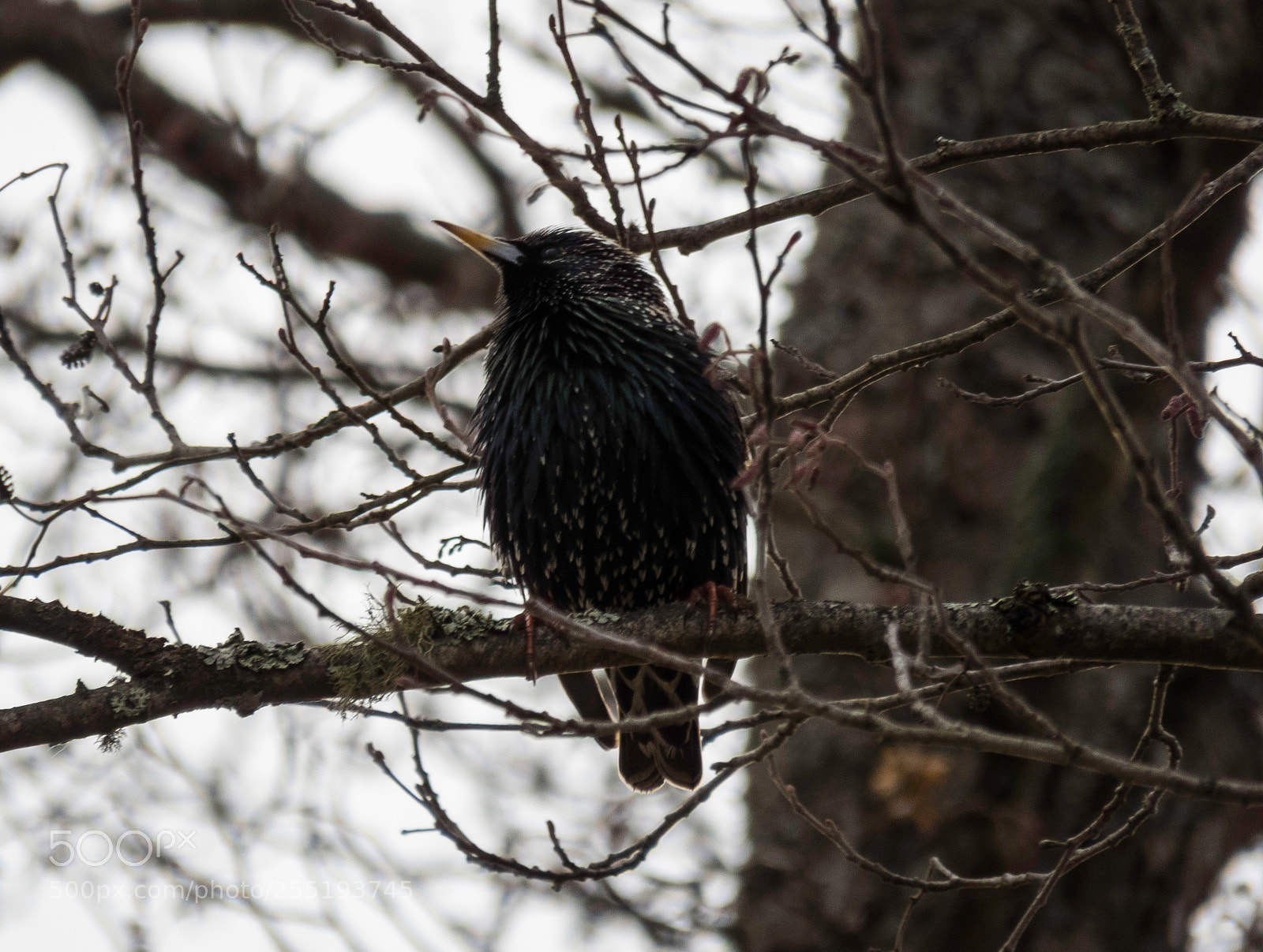 Canon PowerShot SX60 HS sample photo. Starling stare o photography