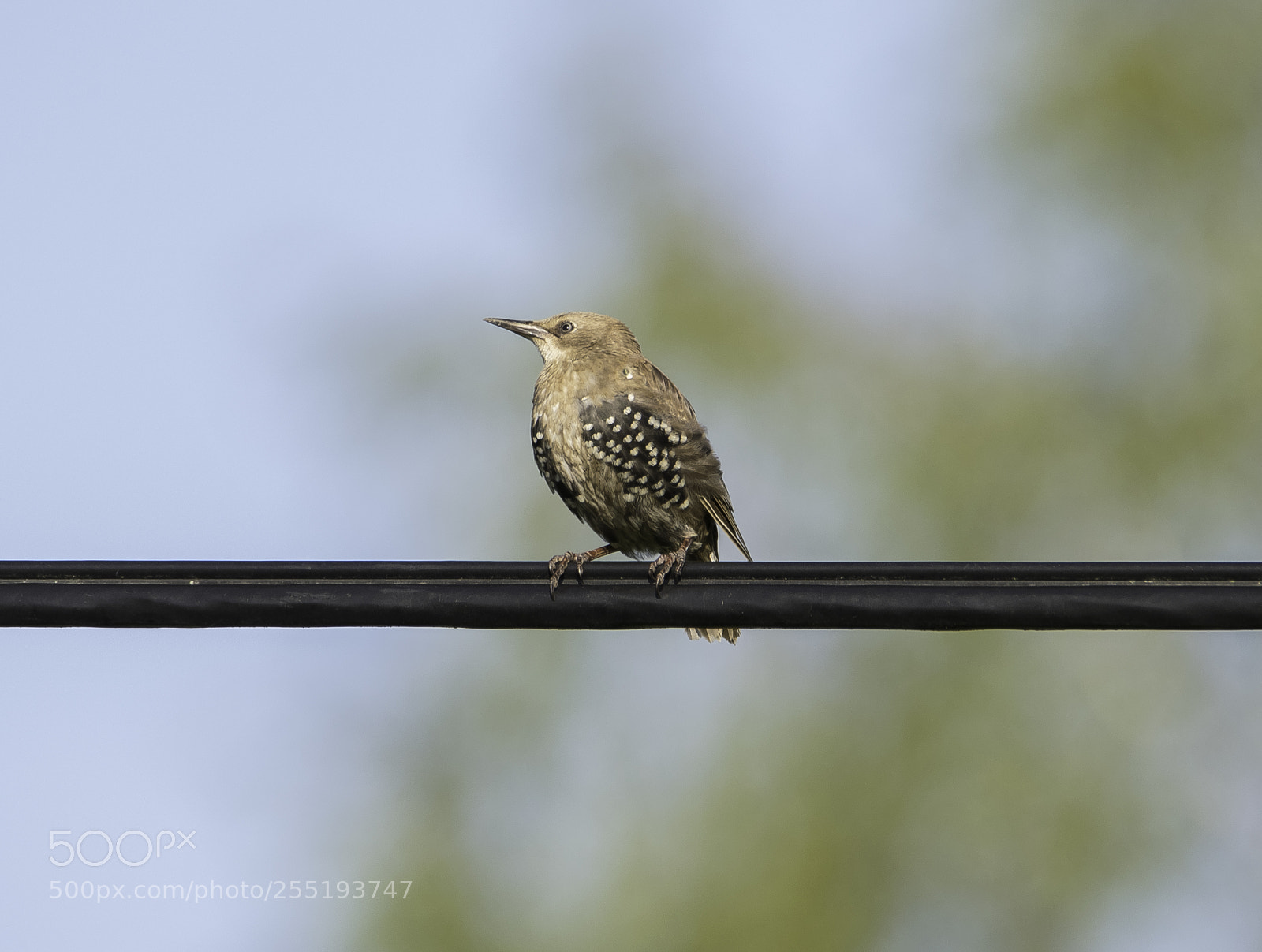 Nikon D5300 sample photo. Starling stare o photography