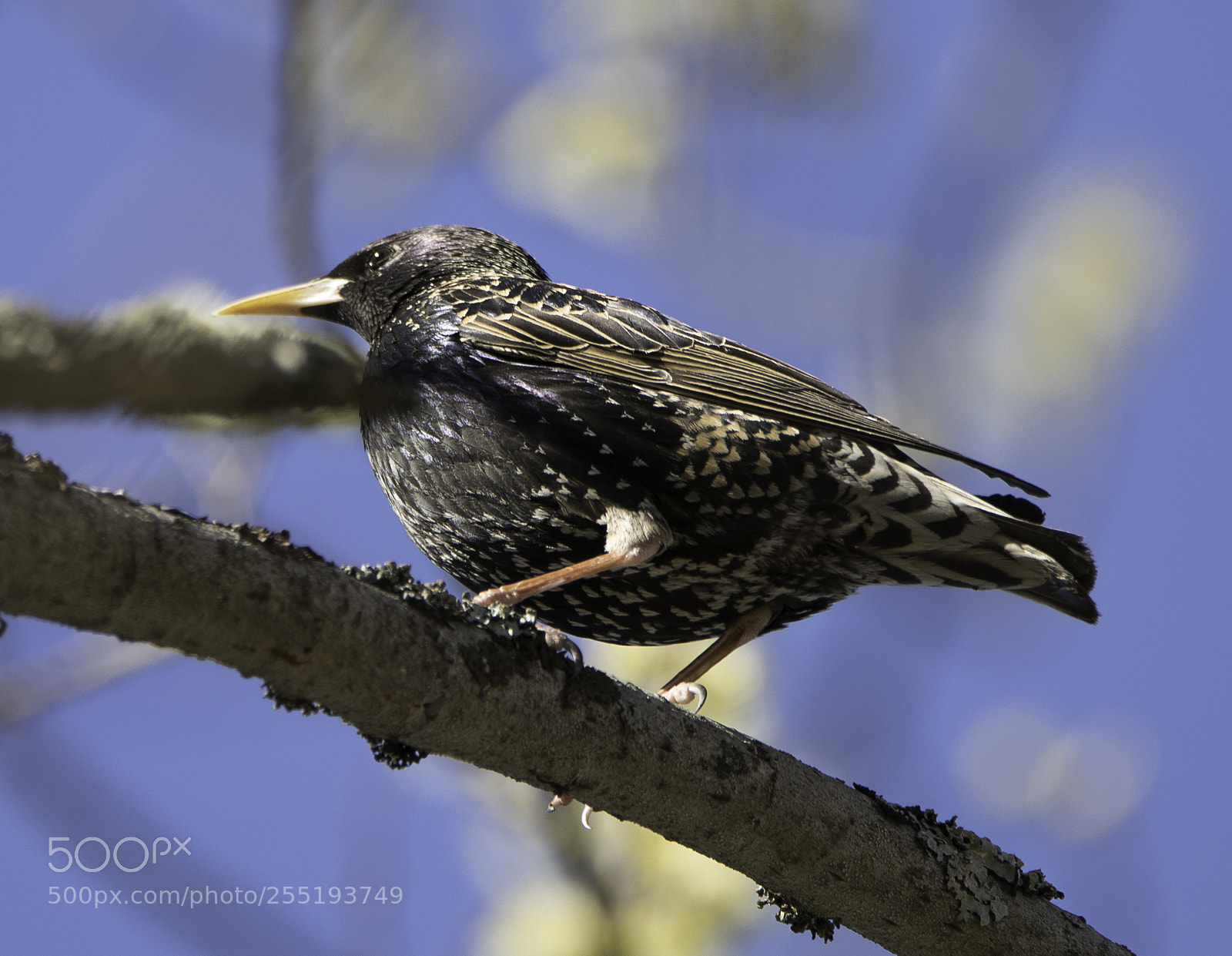 Nikon D5300 sample photo. Starling stare o photography
