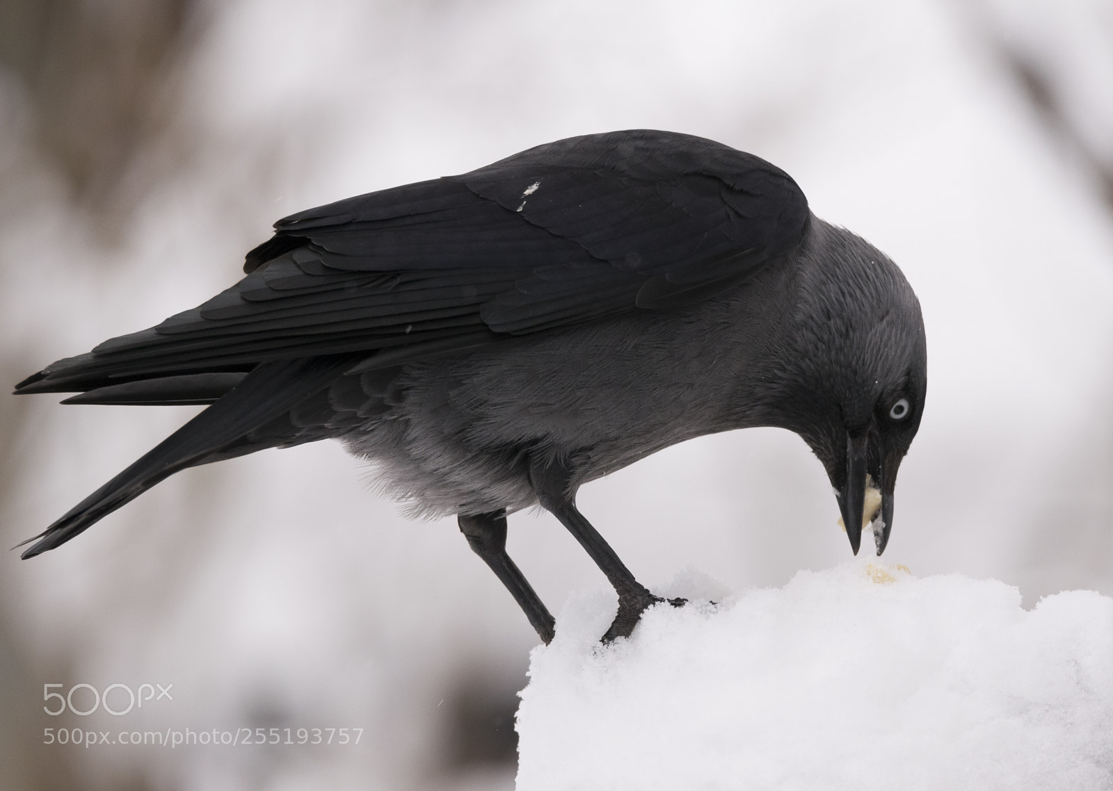 Nikon D5300 sample photo. Western jackdaw kaja o photography
