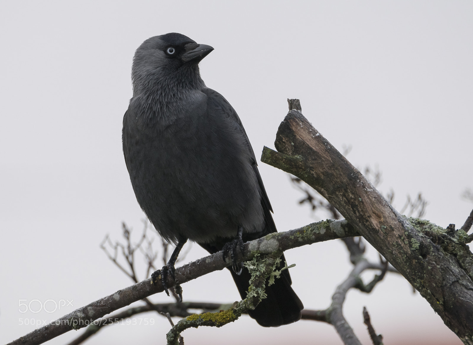 Nikon D5300 sample photo. Western jackdaw kaja o photography
