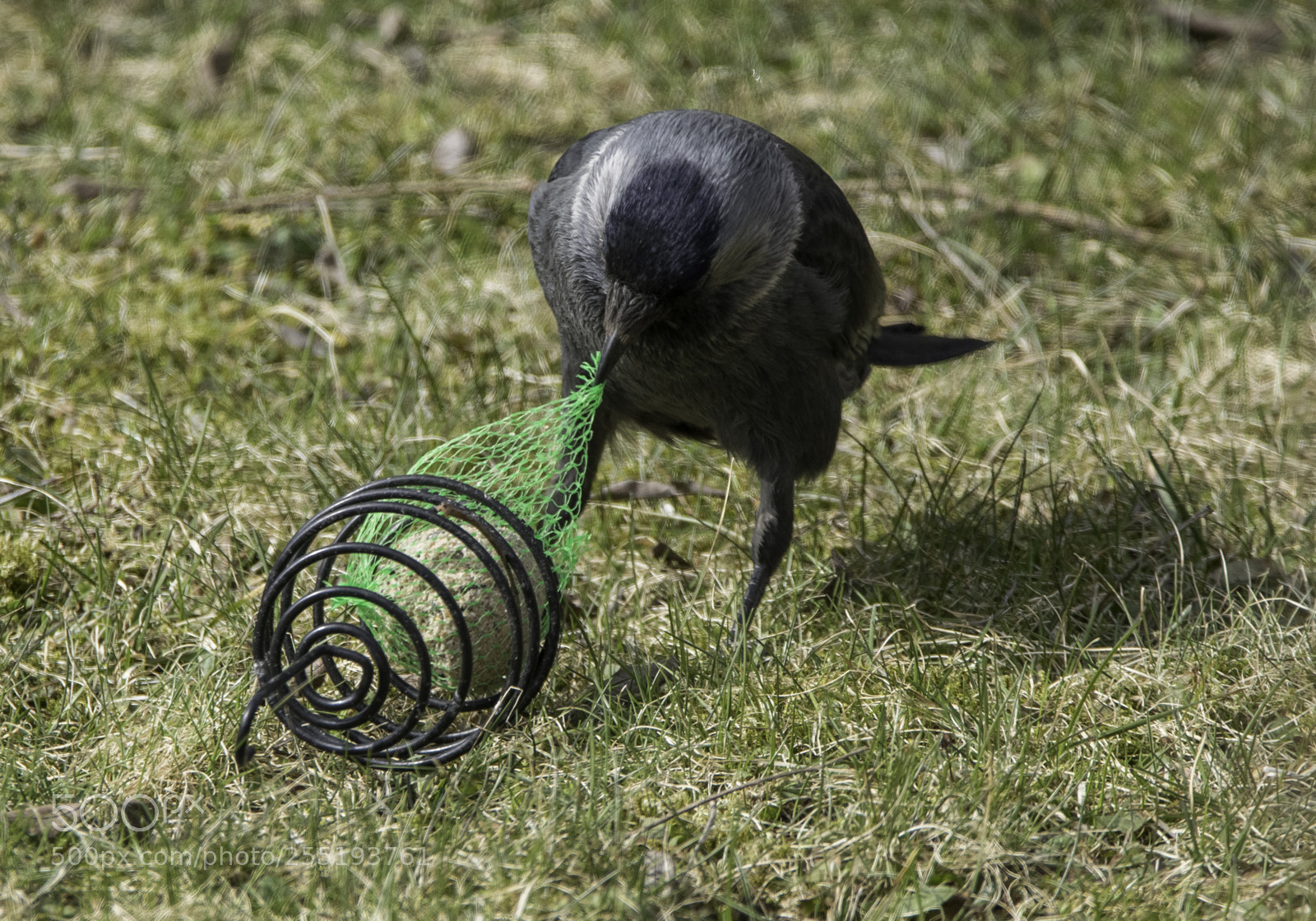 Nikon D5300 sample photo. Western jackdaw kaja o photography