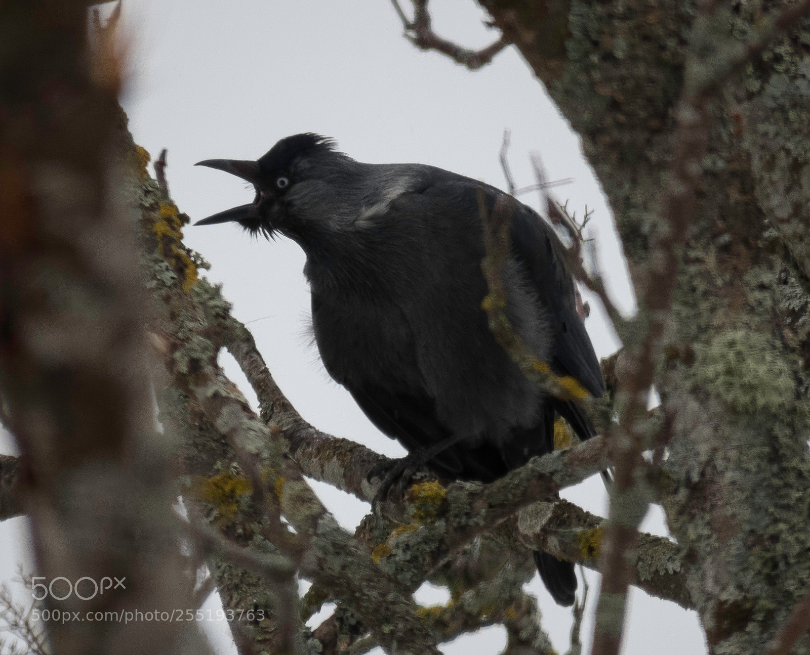 Canon PowerShot SX60 HS sample photo. Western jackdaw kaja o photography