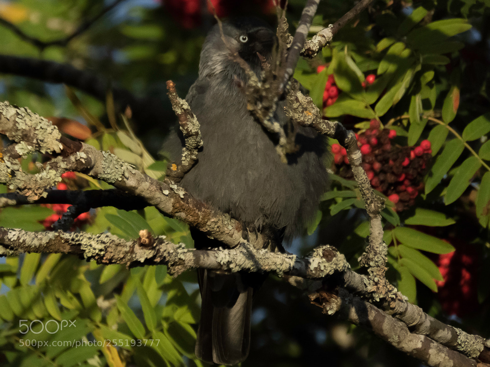 Canon PowerShot SX60 HS sample photo. Western jackdaw kaja o photography