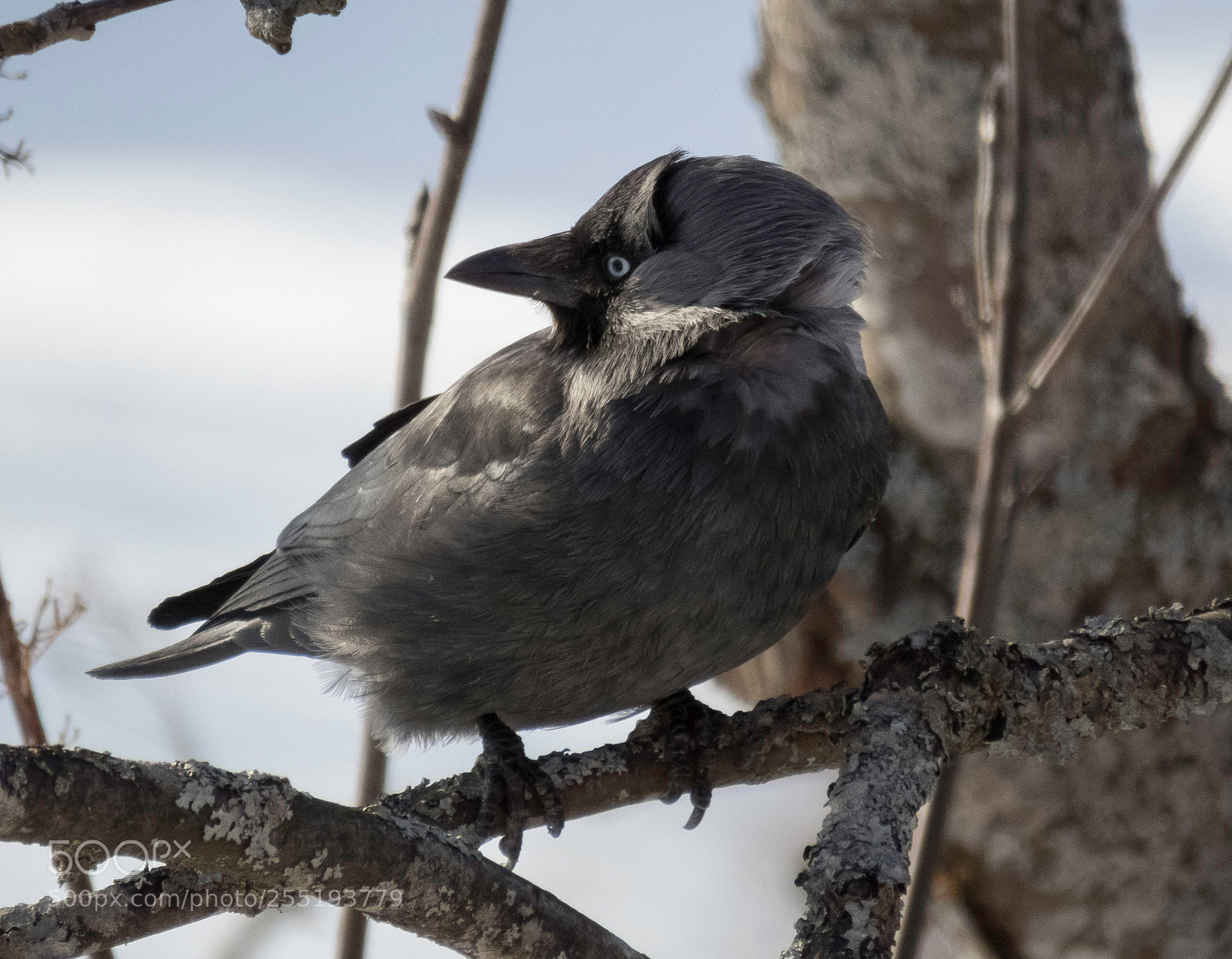 Canon PowerShot SX60 HS sample photo. Western jackdaw kaja o photography
