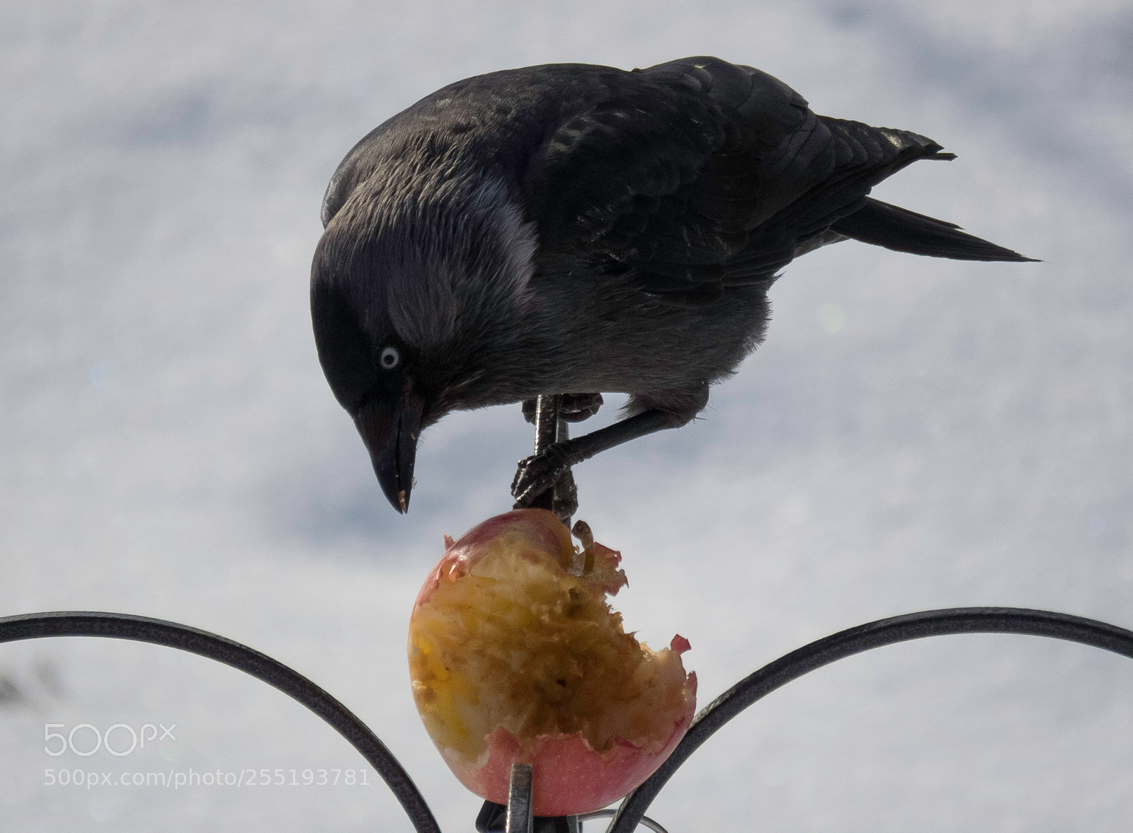 Canon PowerShot SX60 HS sample photo. Western jackdaw kaja o photography