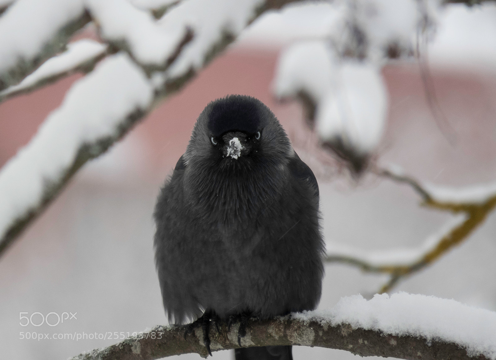 Canon PowerShot SX60 HS sample photo. Western jackdaw kaja o photography