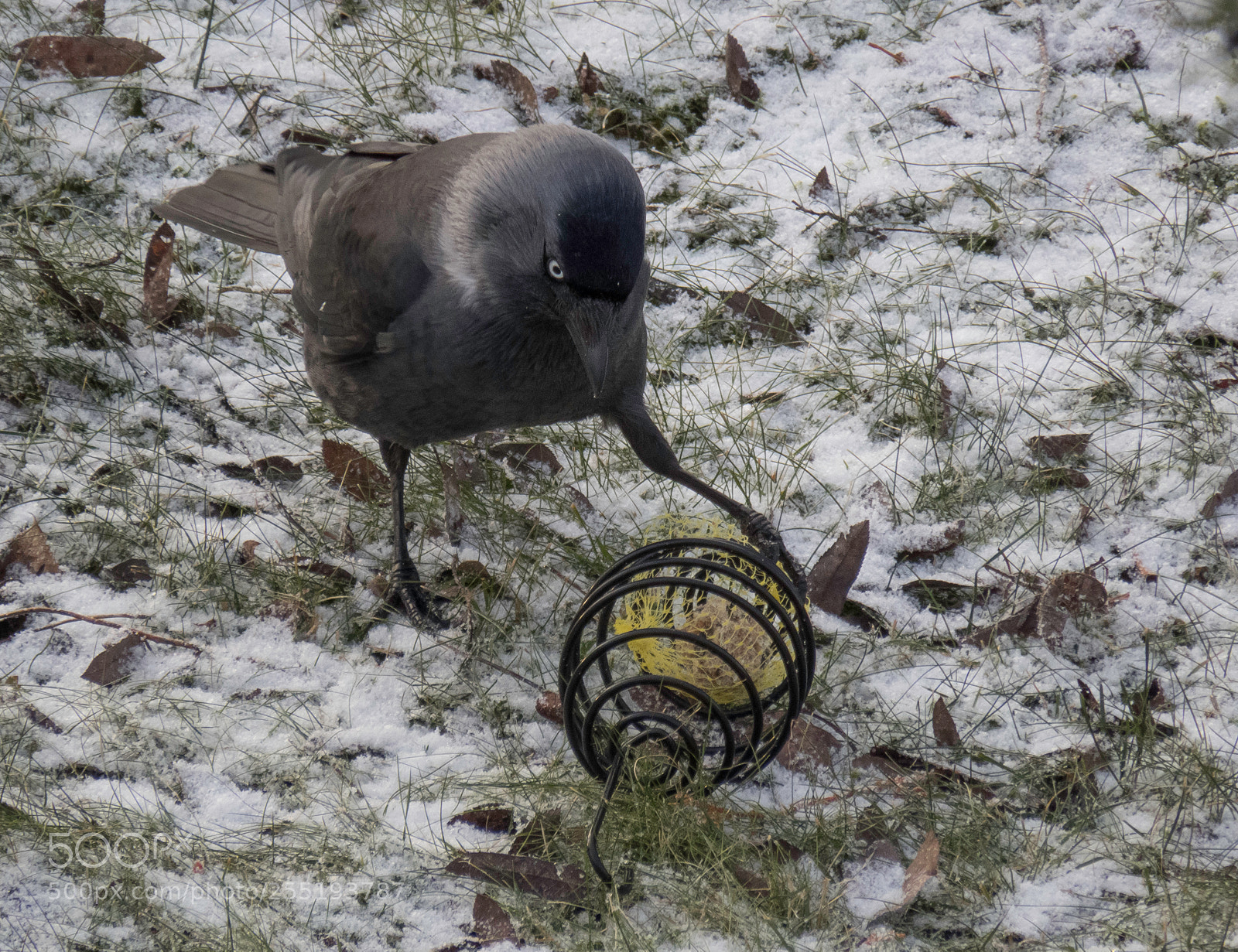 Canon PowerShot SX60 HS sample photo. Western jackdaw kaja o photography