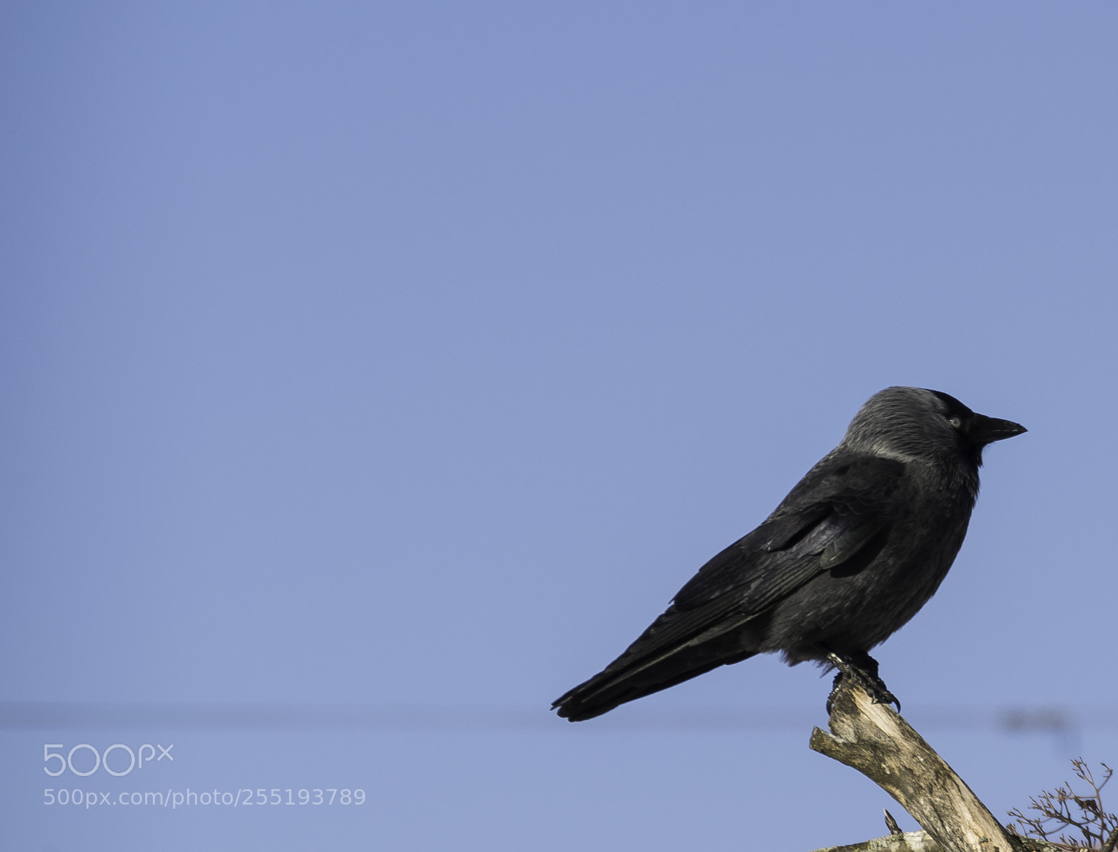 Nikon D5300 sample photo. Western jackdaw kaja o photography
