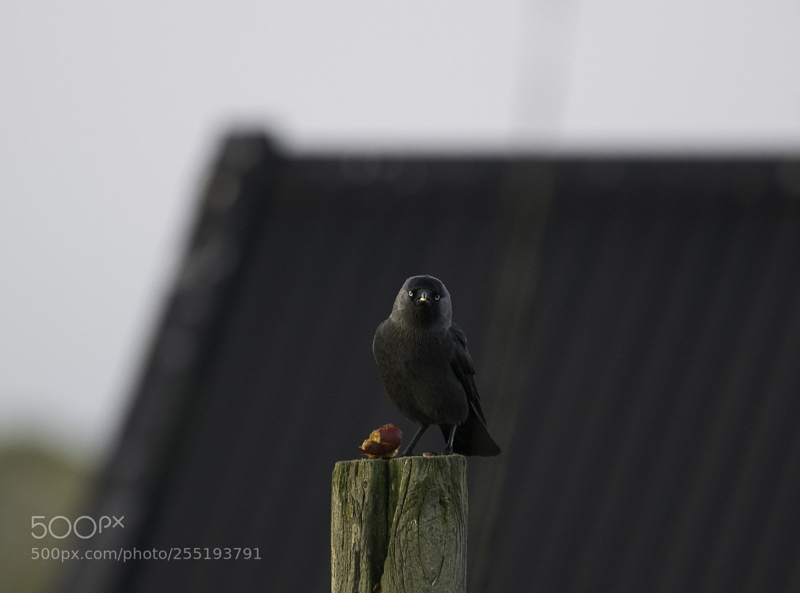 Nikon D5300 sample photo. Western jackdaw kaja o photography