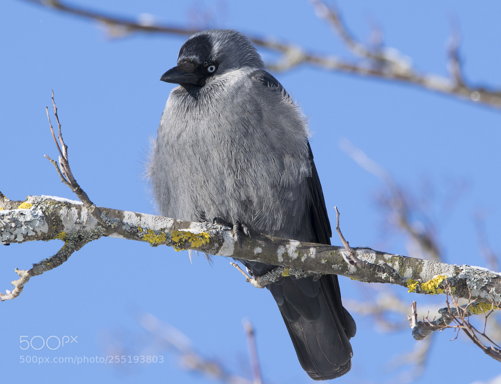 Nikon D5300 sample photo. Western jackdaw kaja o photography