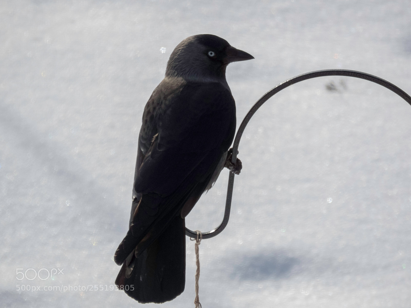 Canon PowerShot SX60 HS sample photo. Wetsren jackdaw kaja o photography