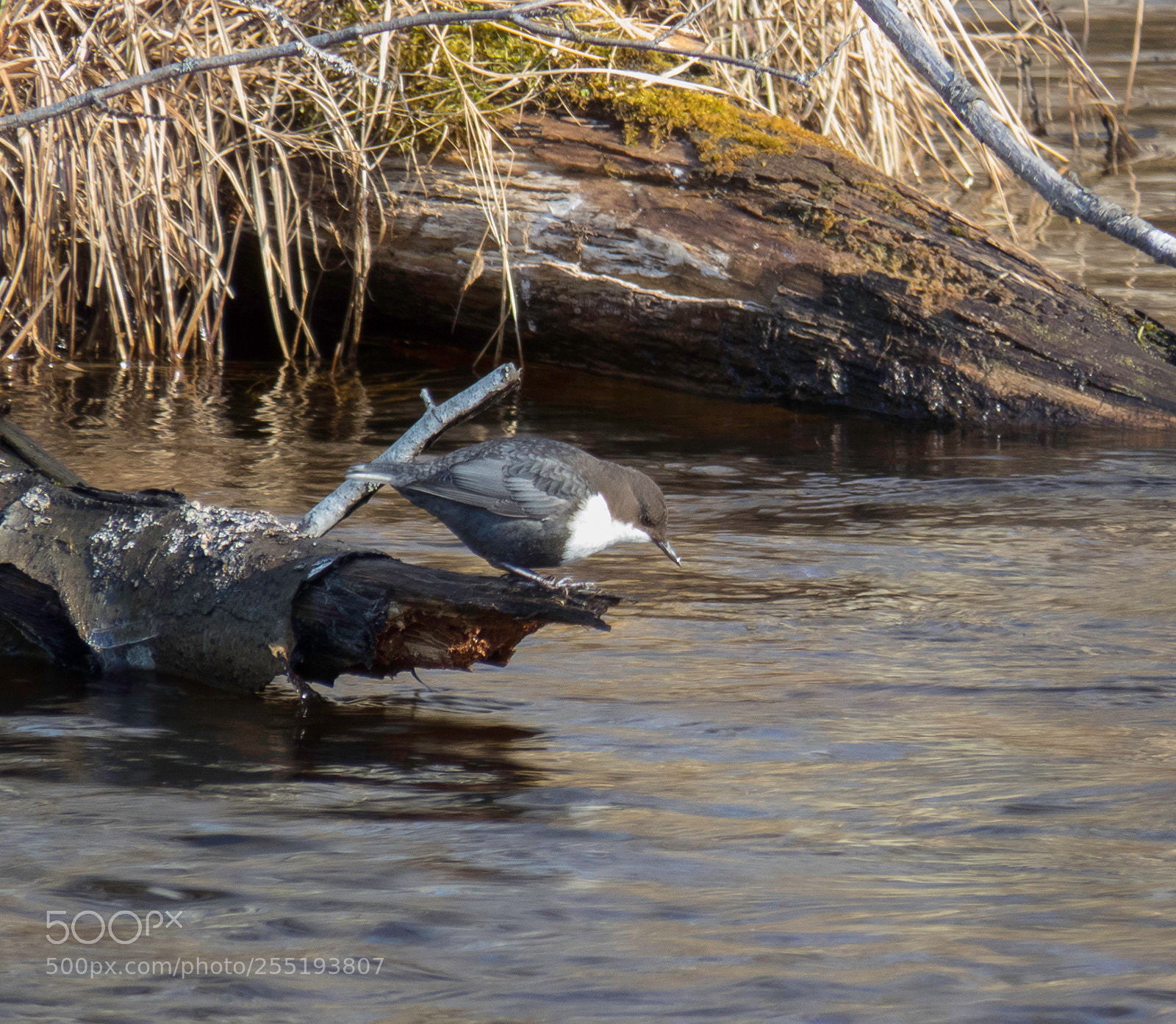 Canon PowerShot SX60 HS sample photo. White throated dipper o photography
