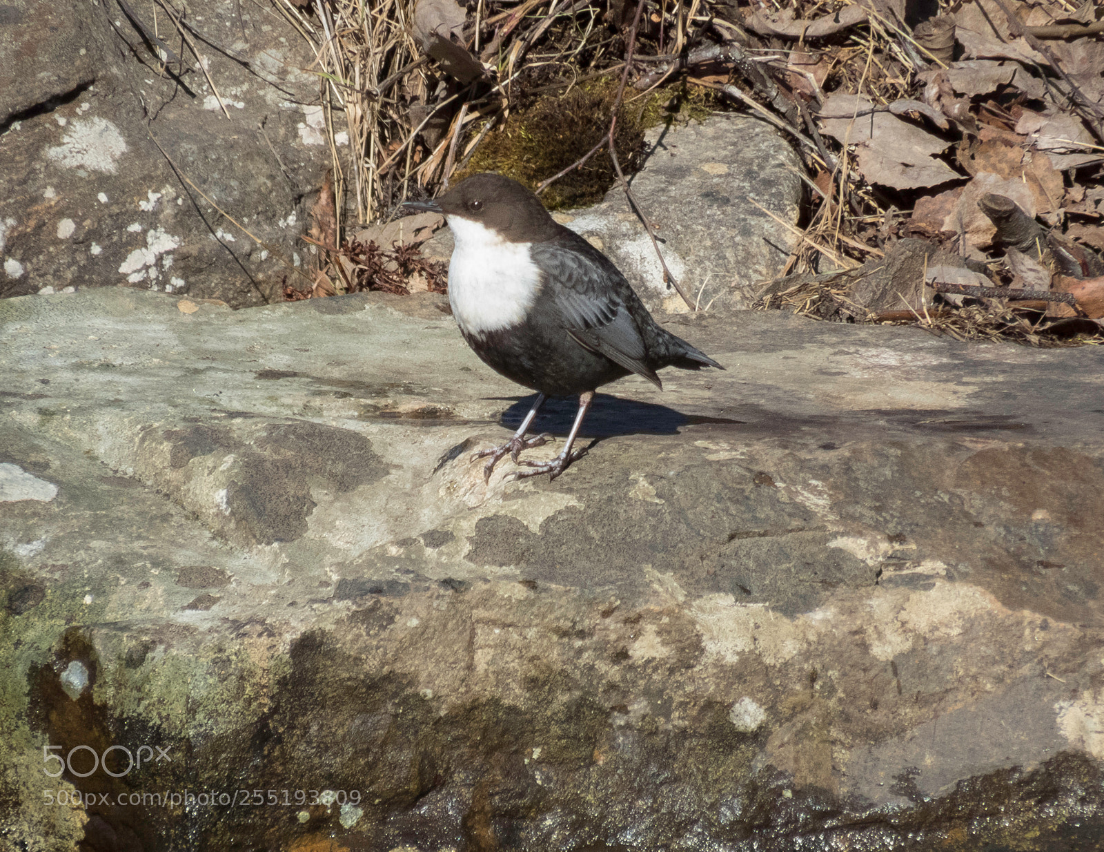 Canon PowerShot SX60 HS sample photo. White throated dipper strmstare photography