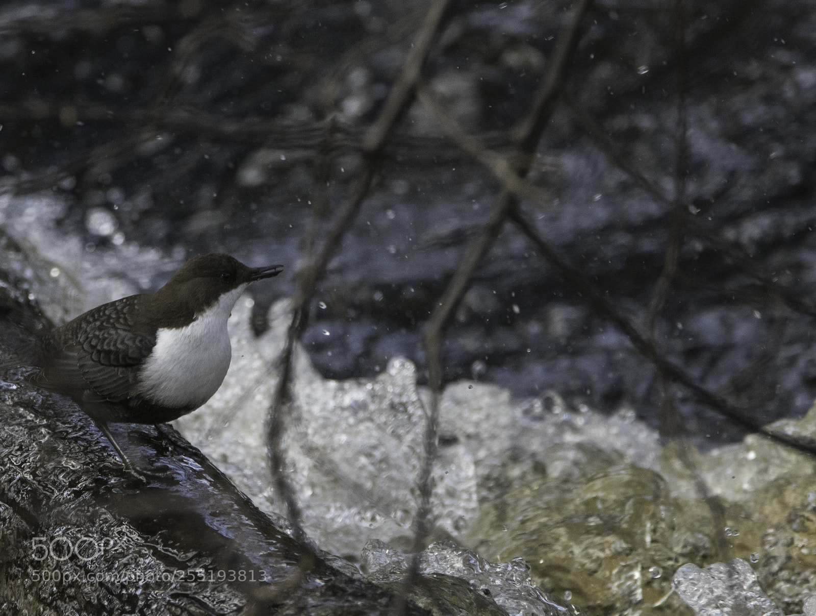 Nikon D5300 sample photo. White throated dipper strmstare photography