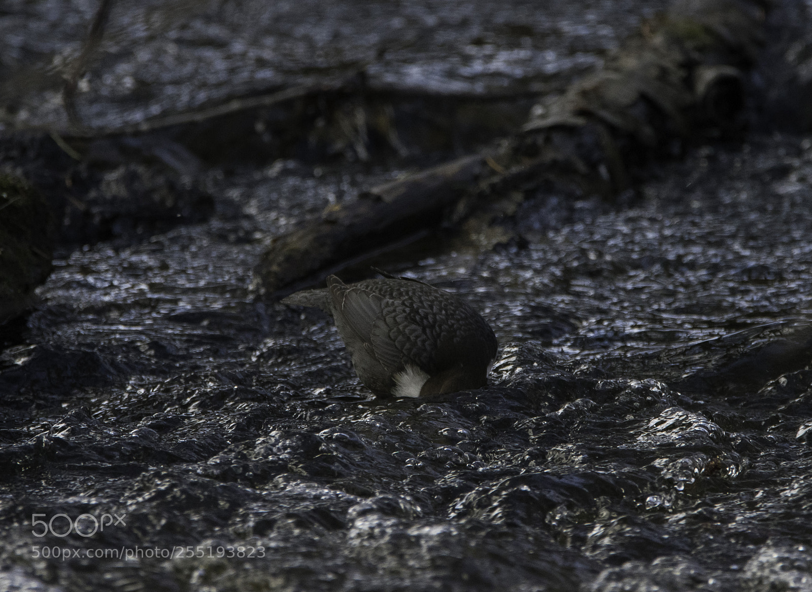 Nikon D5300 sample photo. White throated dipper strmstare photography