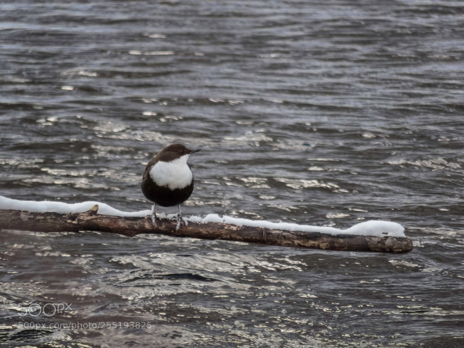 Canon PowerShot SX60 HS sample photo. Whitethroated dipper strmstare o photography