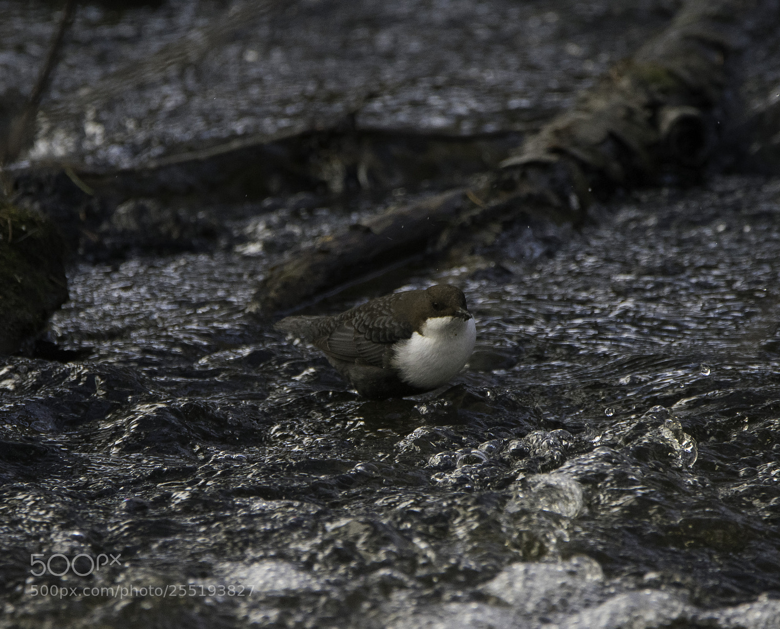 Nikon D5300 sample photo. White throated dipper strmstare photography